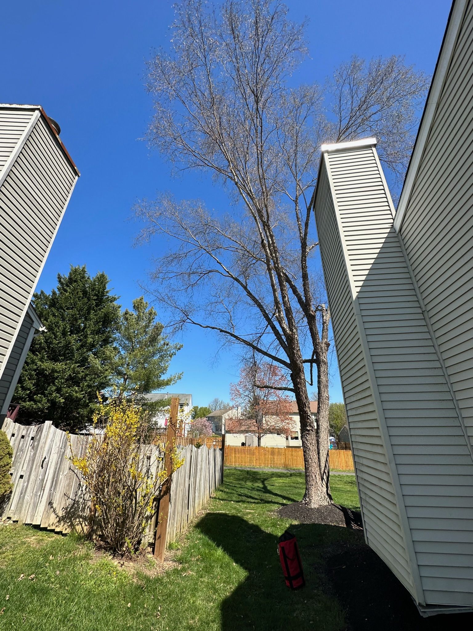 A tree is growing in the backyard of a house.