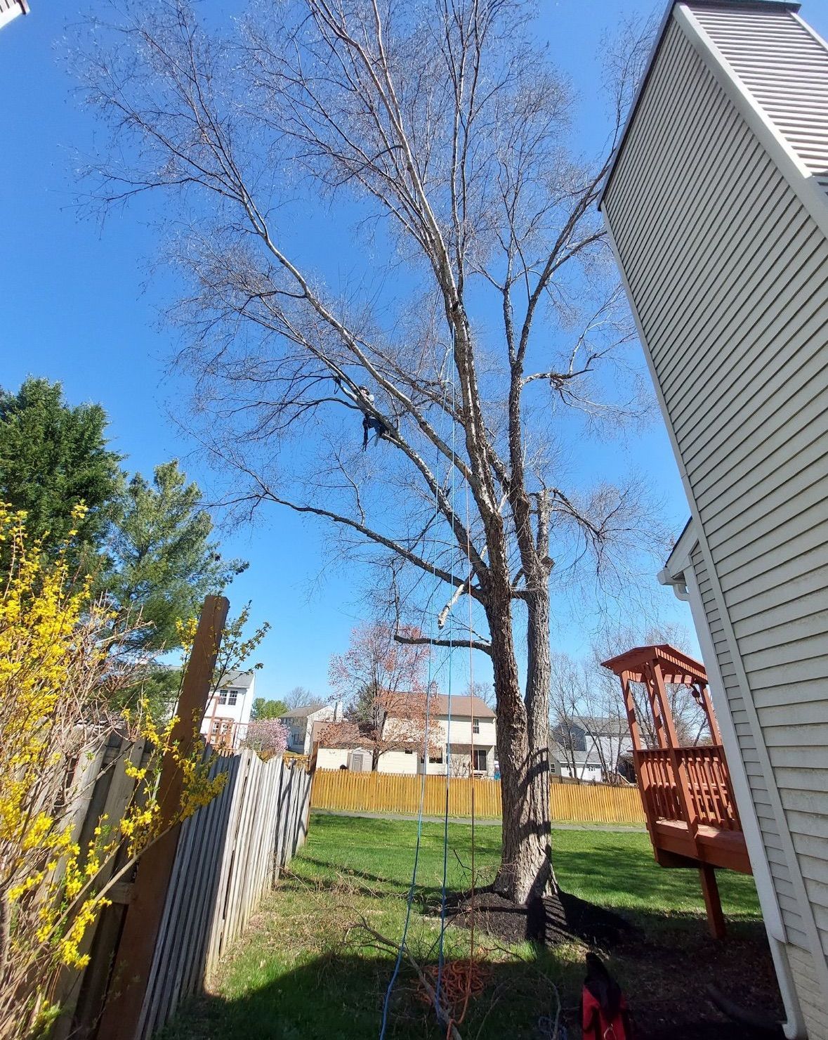 A tree in a backyard with a house in the background.