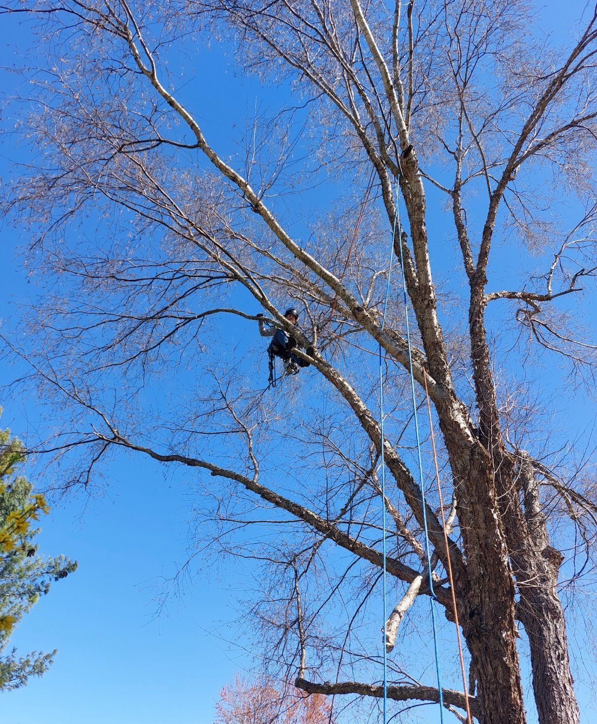 A man is climbing a tree without leaves on a sunny day.