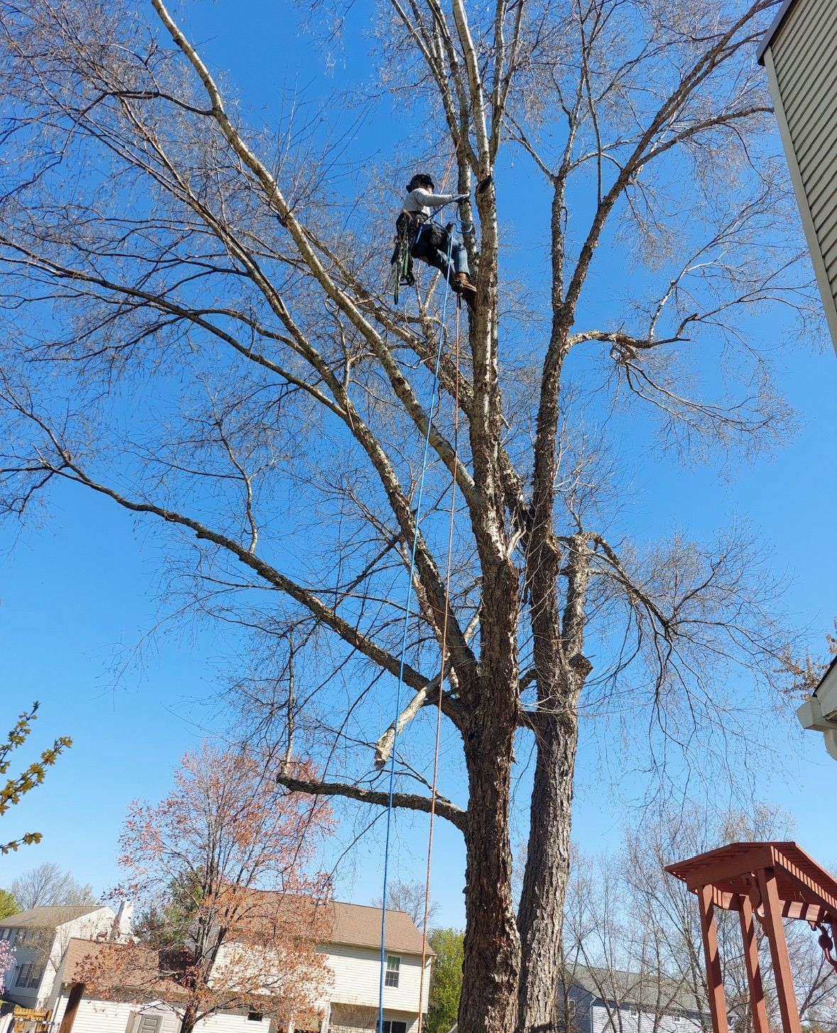 A man is climbing a tree in front of a house.