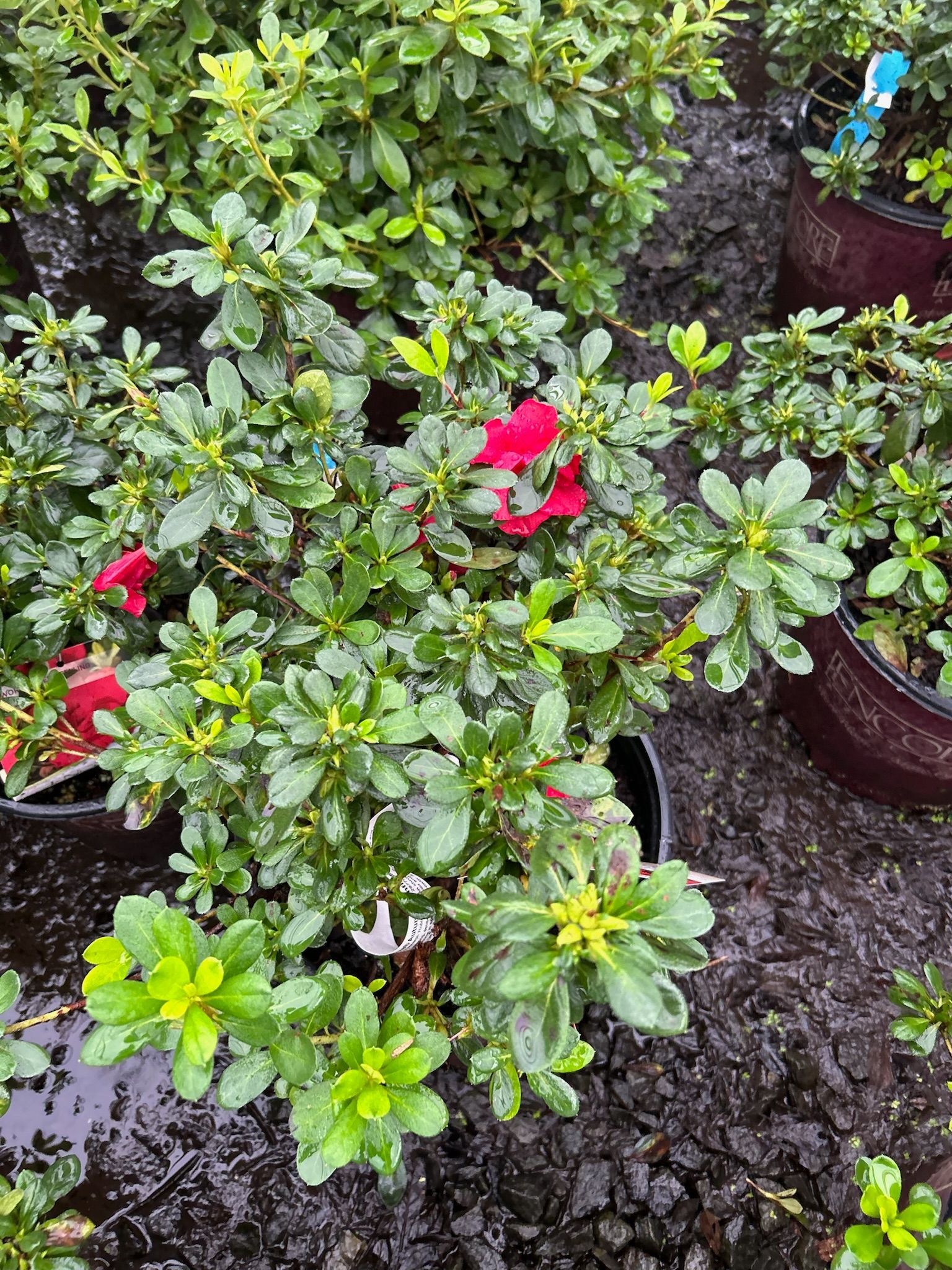 A close up of a plant with red flowers and green leaves.