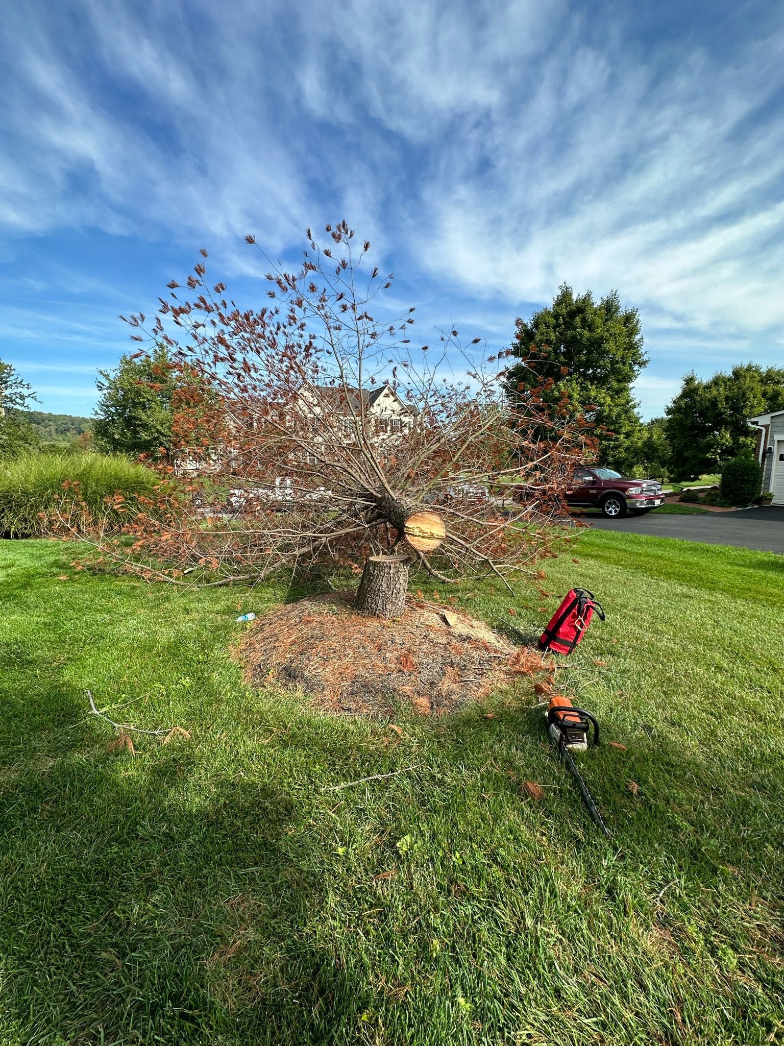 A person is cutting a tree in a yard with a chainsaw.