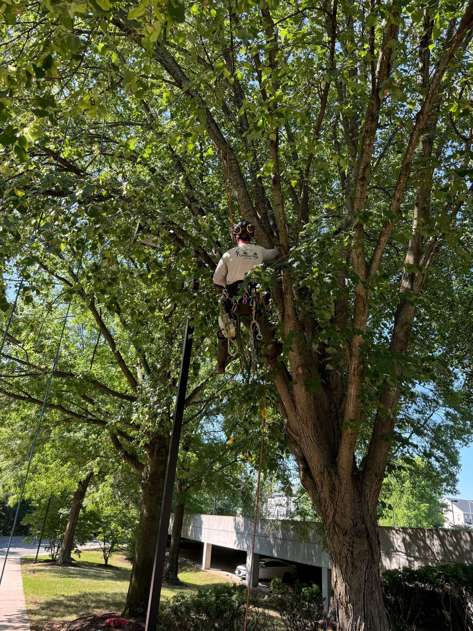 A man is climbing a tree in a park.