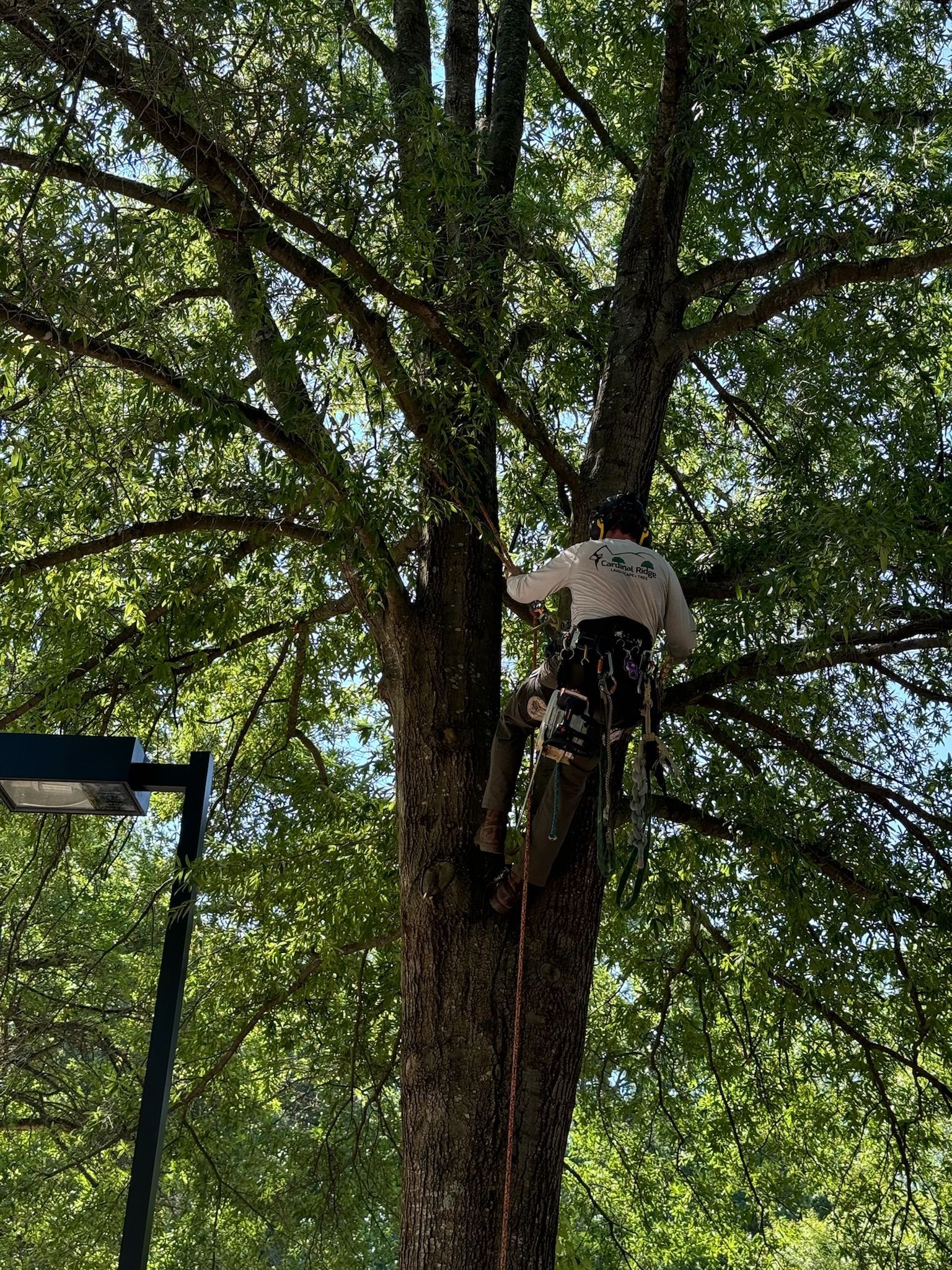 A man is climbing a tree with a chainsaw.