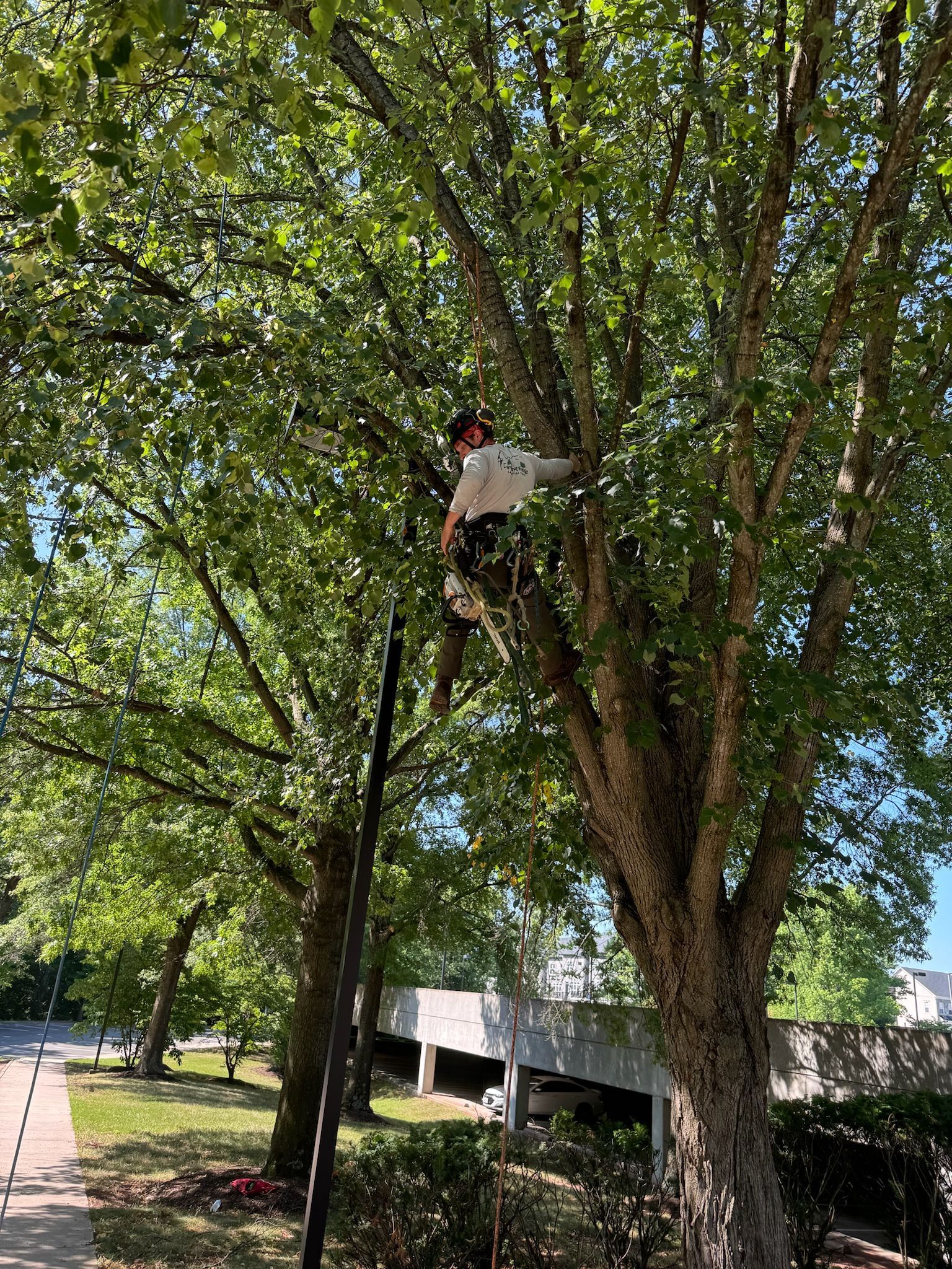 A man is climbing a tree in a park.