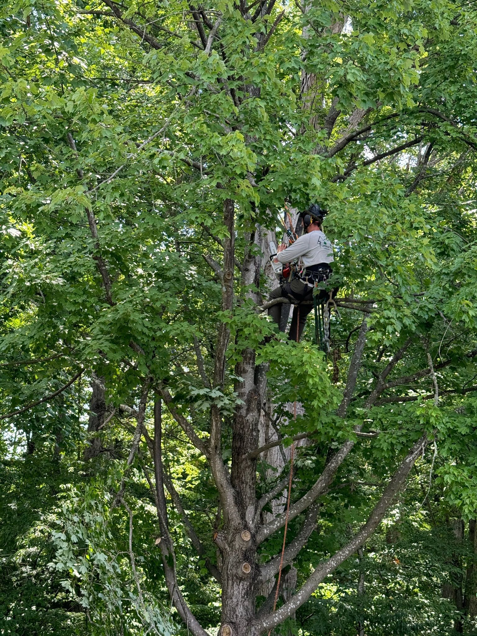 A man is climbing a tree with a chainsaw.
