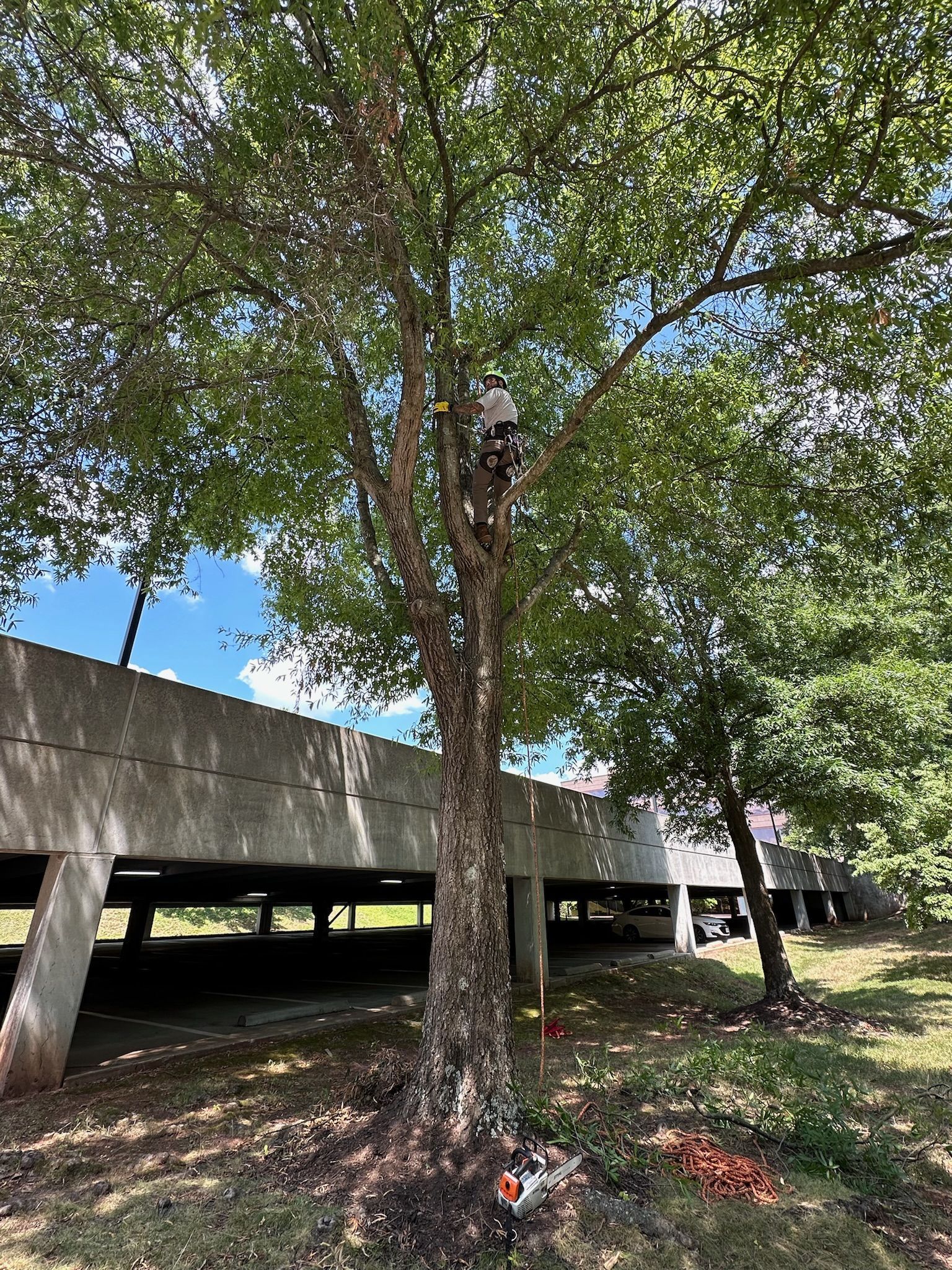 A person is climbing a tree in front of a parking garage.