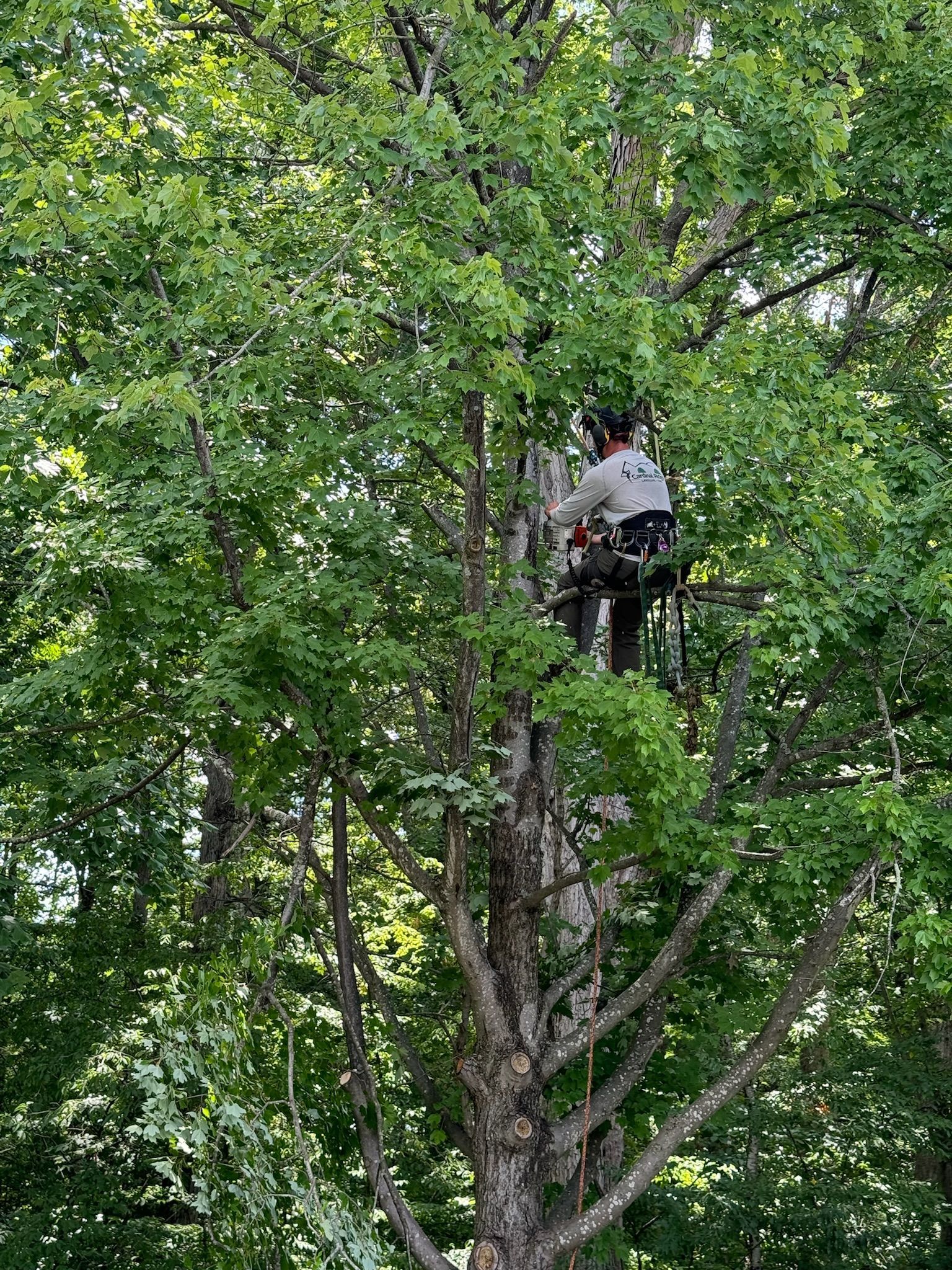 A man is sitting in a tree with a chainsaw.