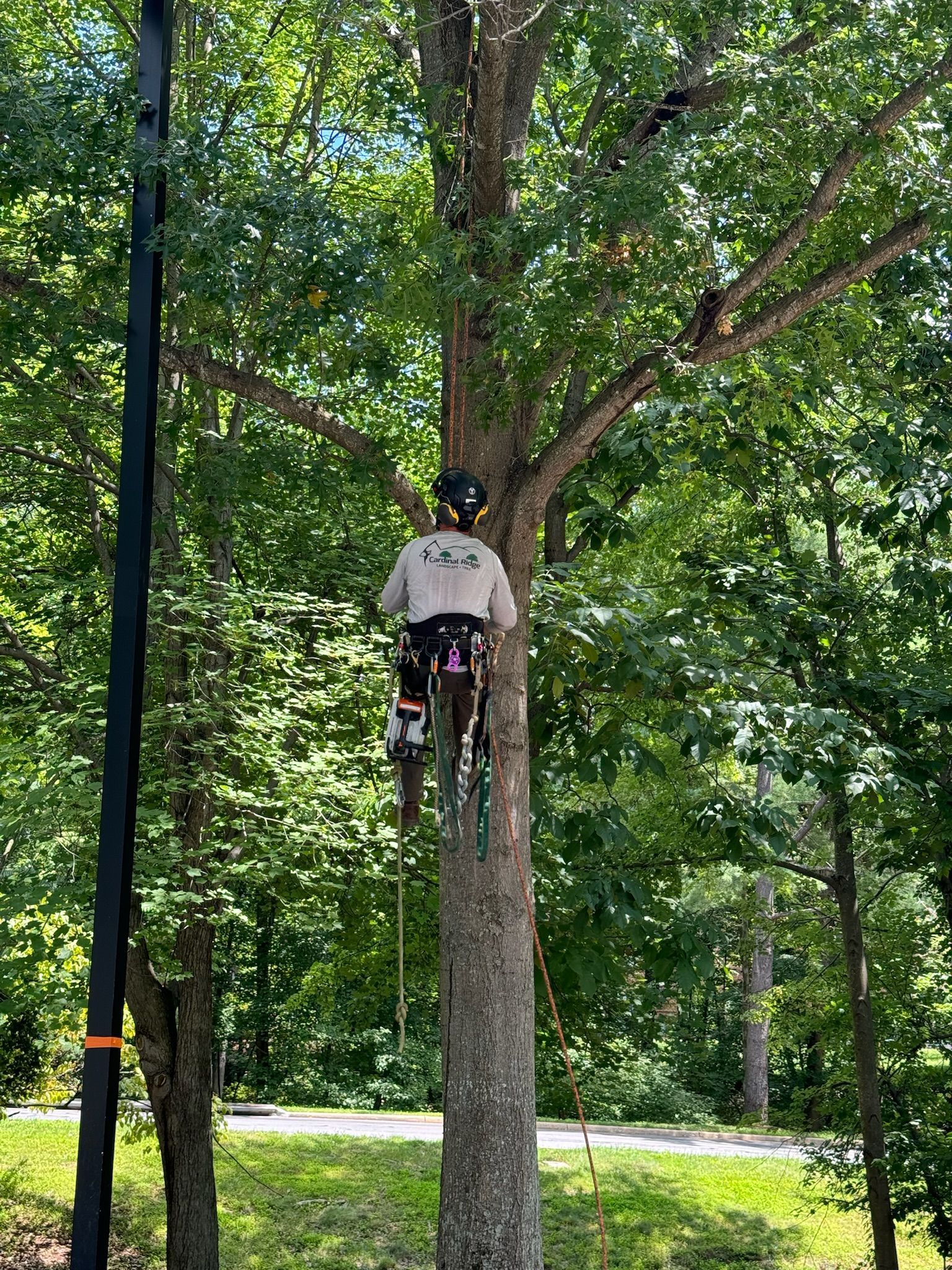 A man is climbing a tree in the woods.