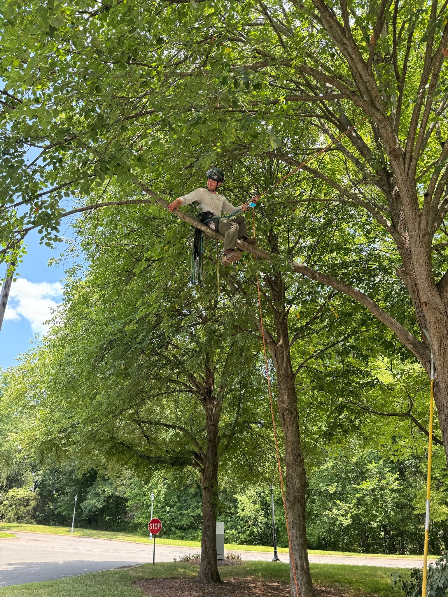 A man is sitting on top of a tree cutting a branch.