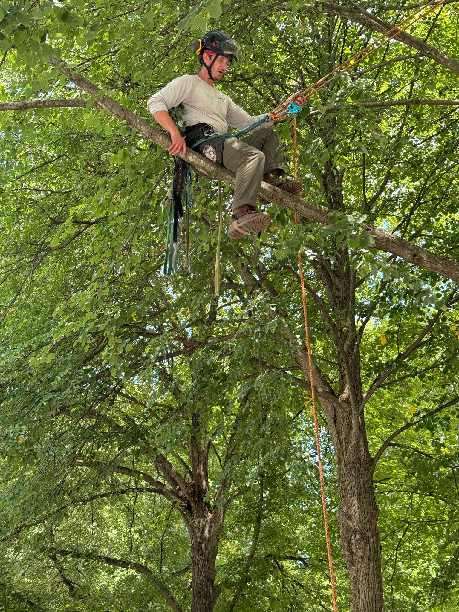 A man is sitting on a branch of a tree.