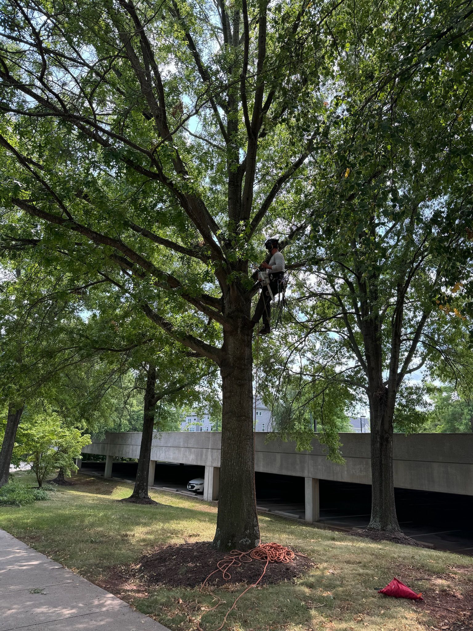 A man is climbing a tree in a park.