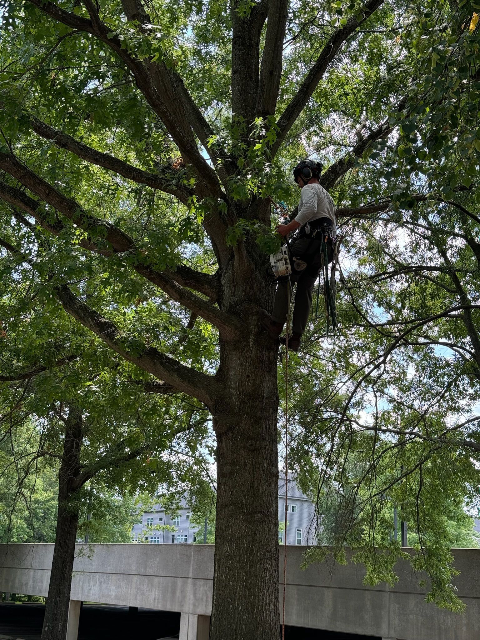 A man is climbing a tree with a chainsaw.