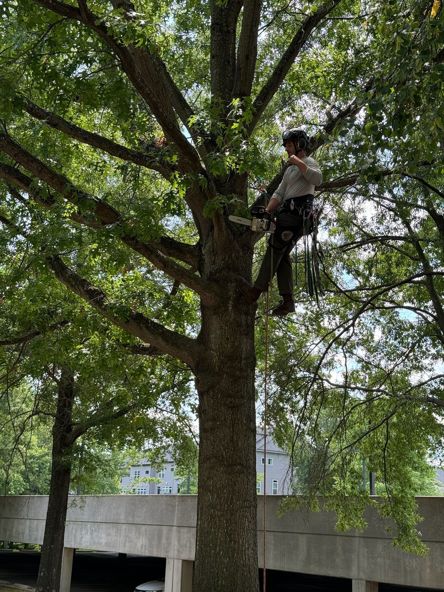 A man is climbing a tree in a parking lot.