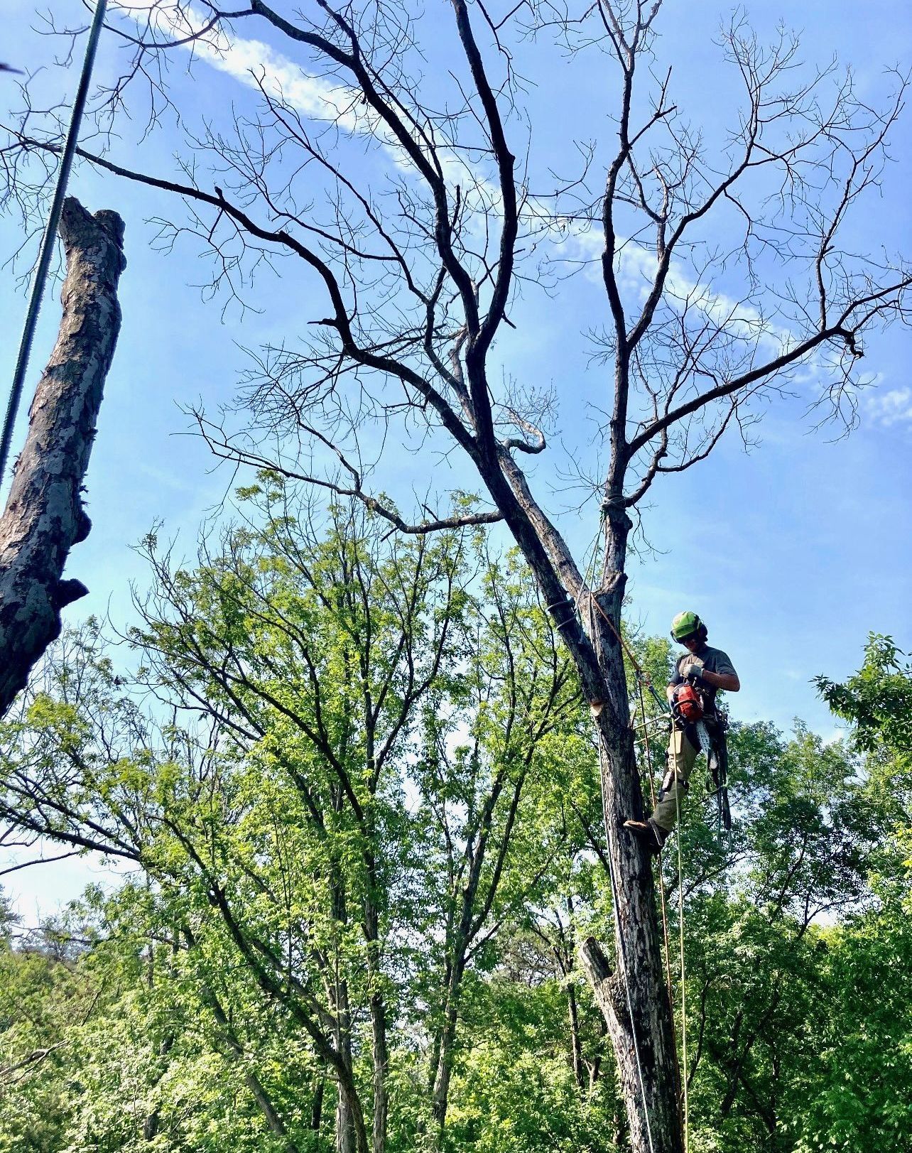 A man is climbing a tree with a chainsaw.