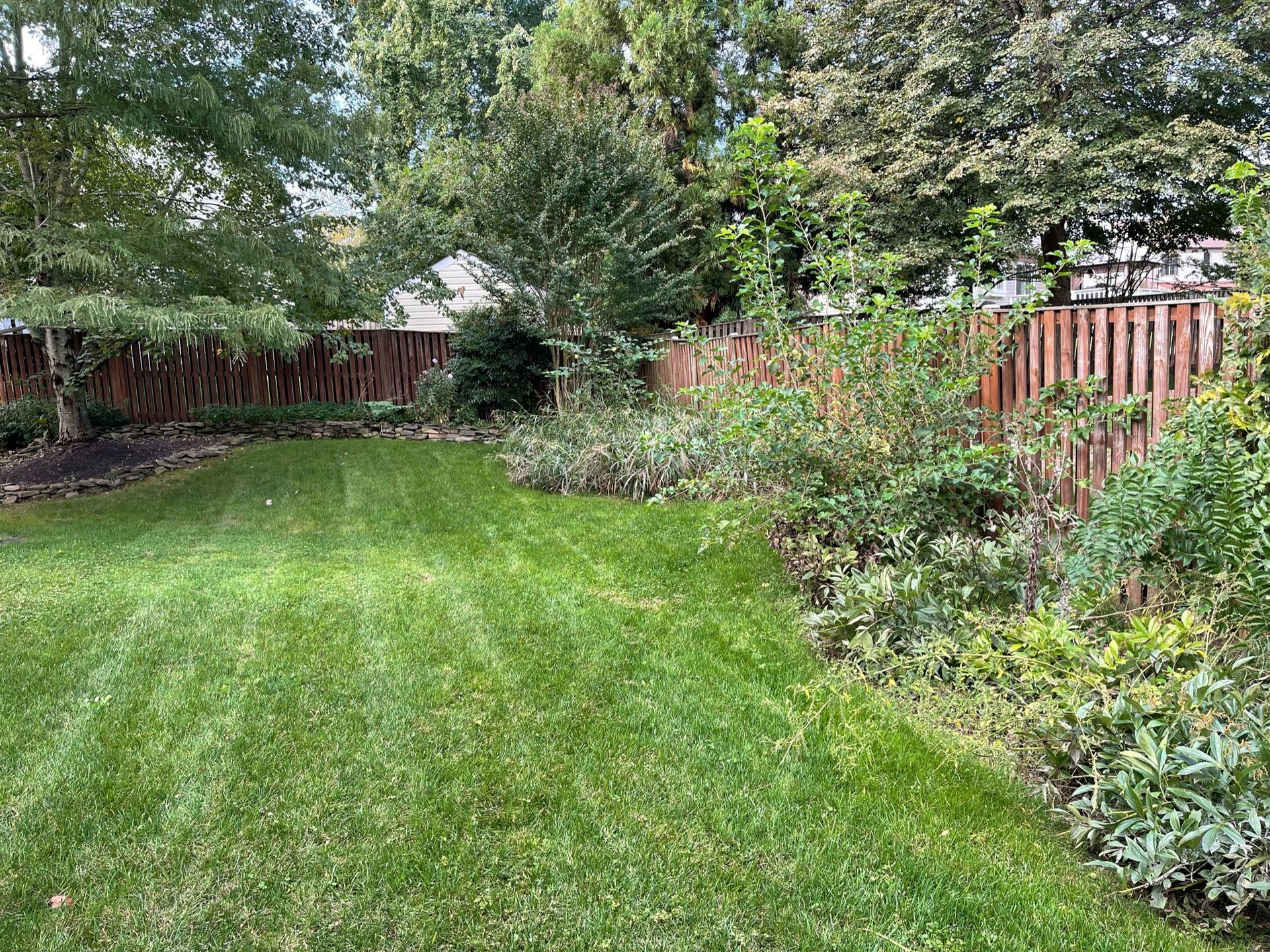 A lush green backyard with a wooden fence and trees.