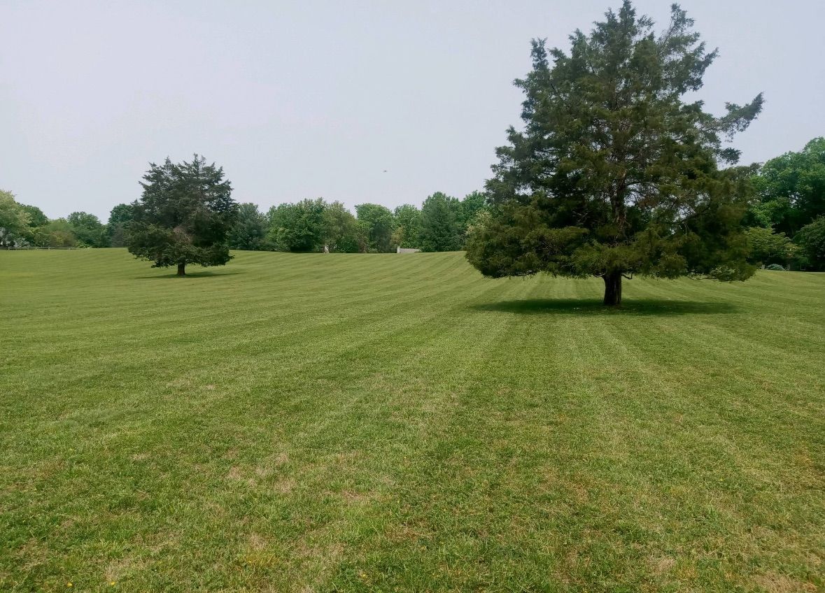 Two trees are in the middle of a lush green field.