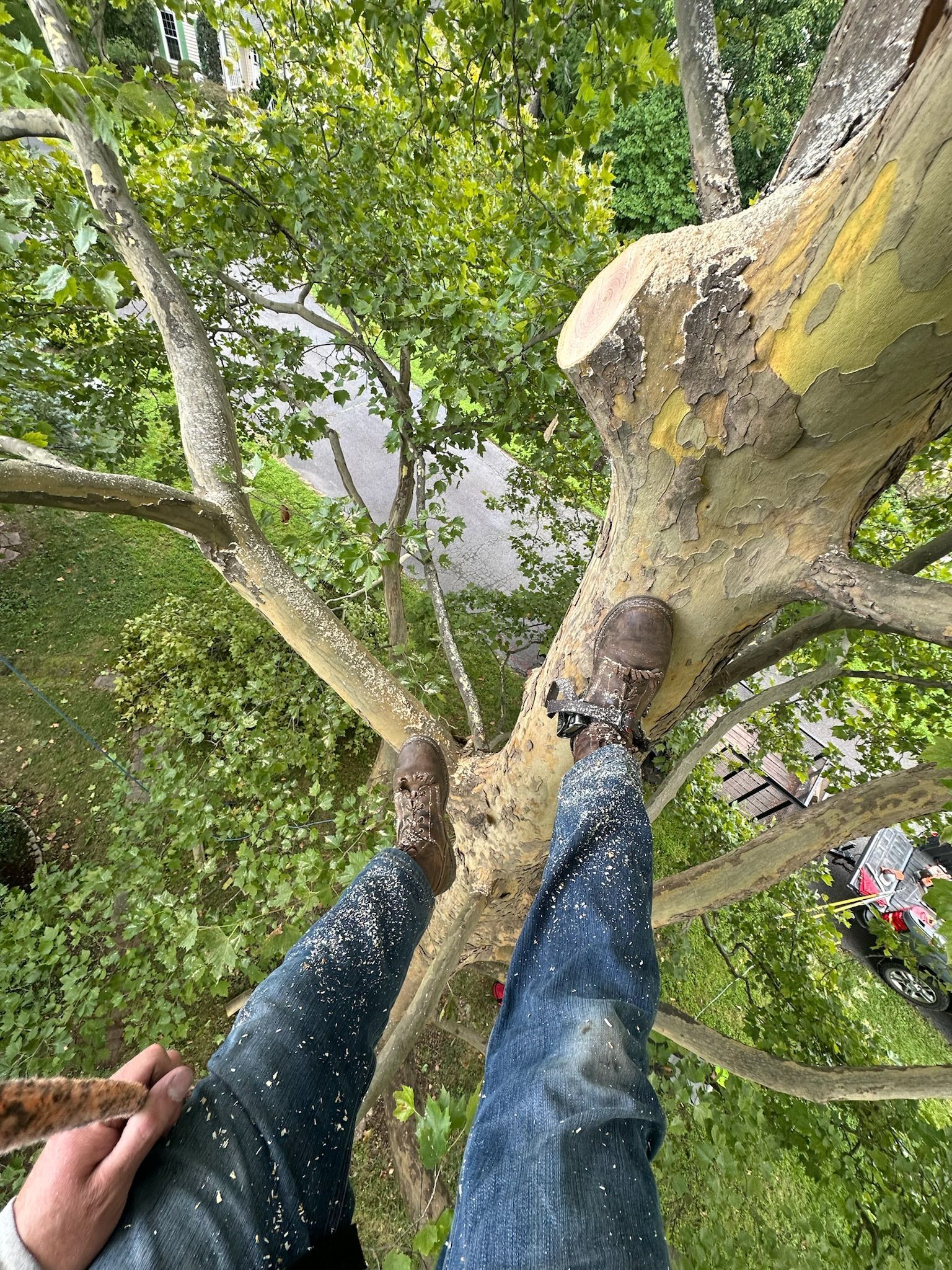 A person is standing in a tree with their feet in the air.