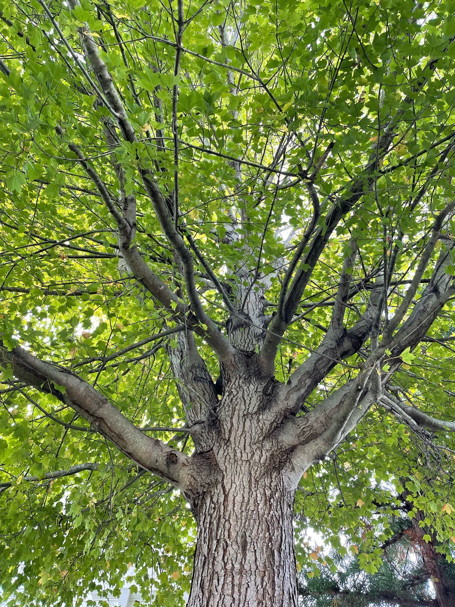 A large tree with lots of branches and leaves.