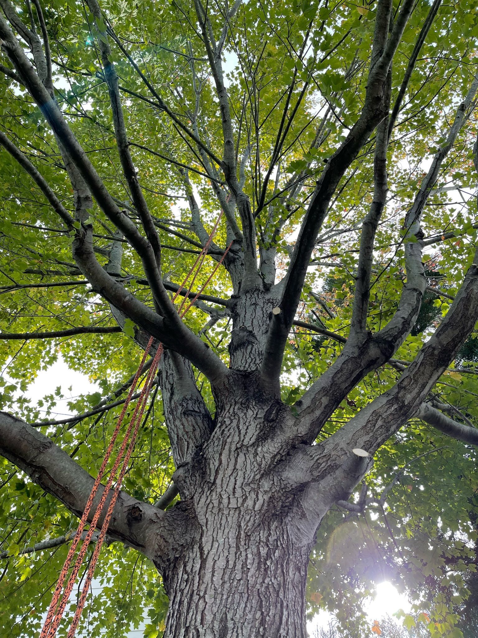 A tree with lots of branches and leaves is being cut down.