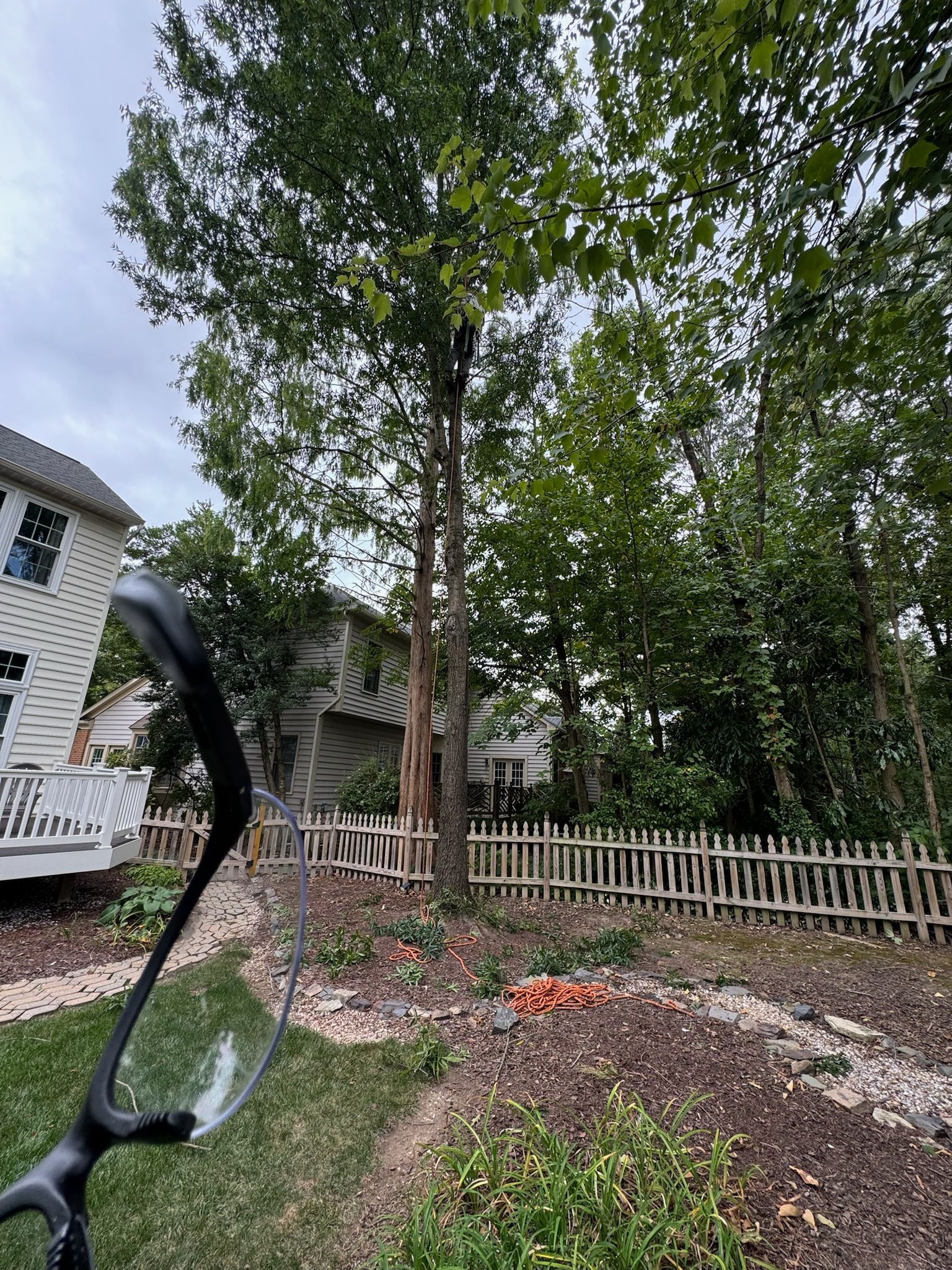 A pair of glasses is sitting in front of a tree in a yard.