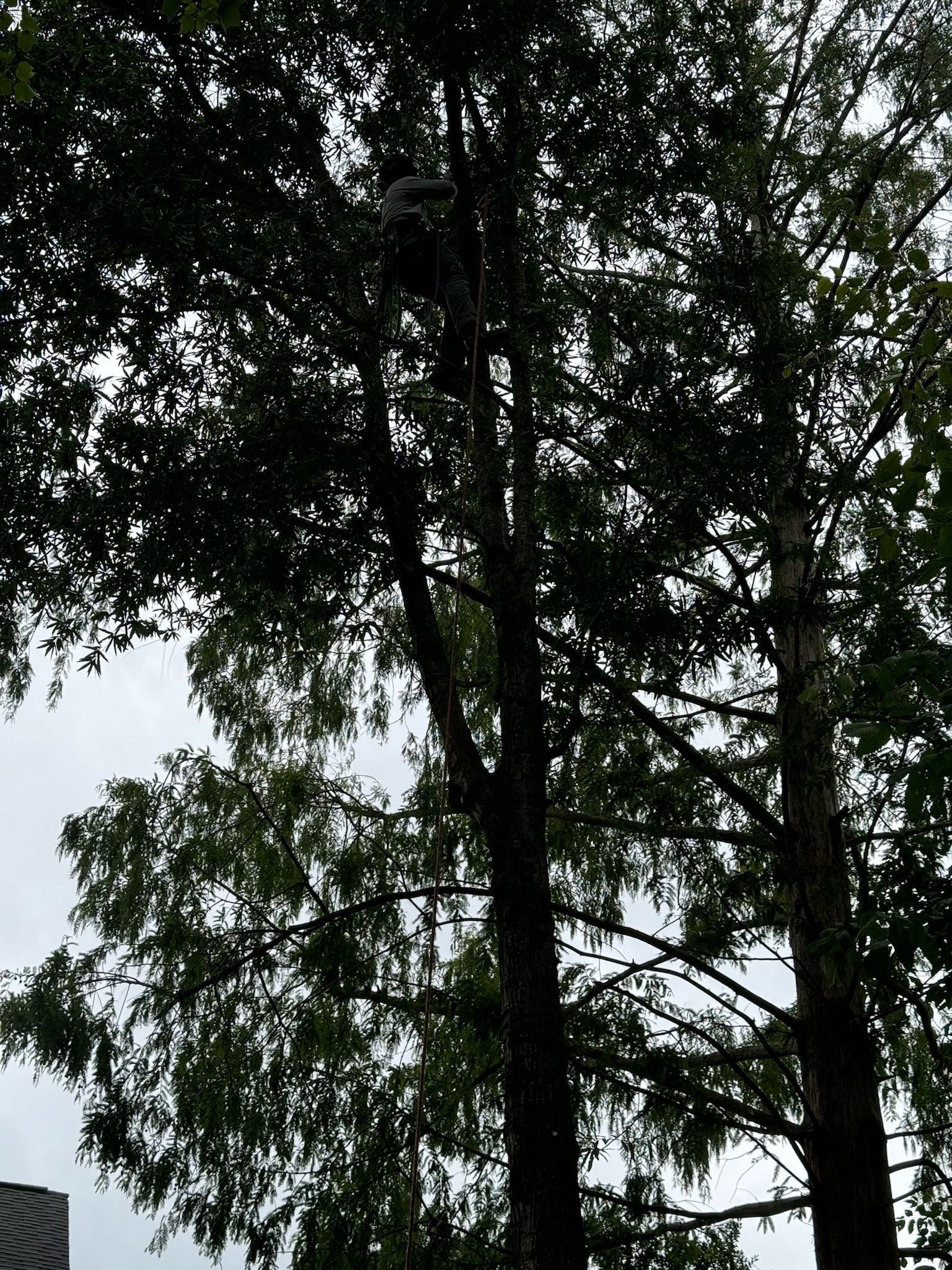 A tree with lots of leaves is silhouetted against a cloudy sky.