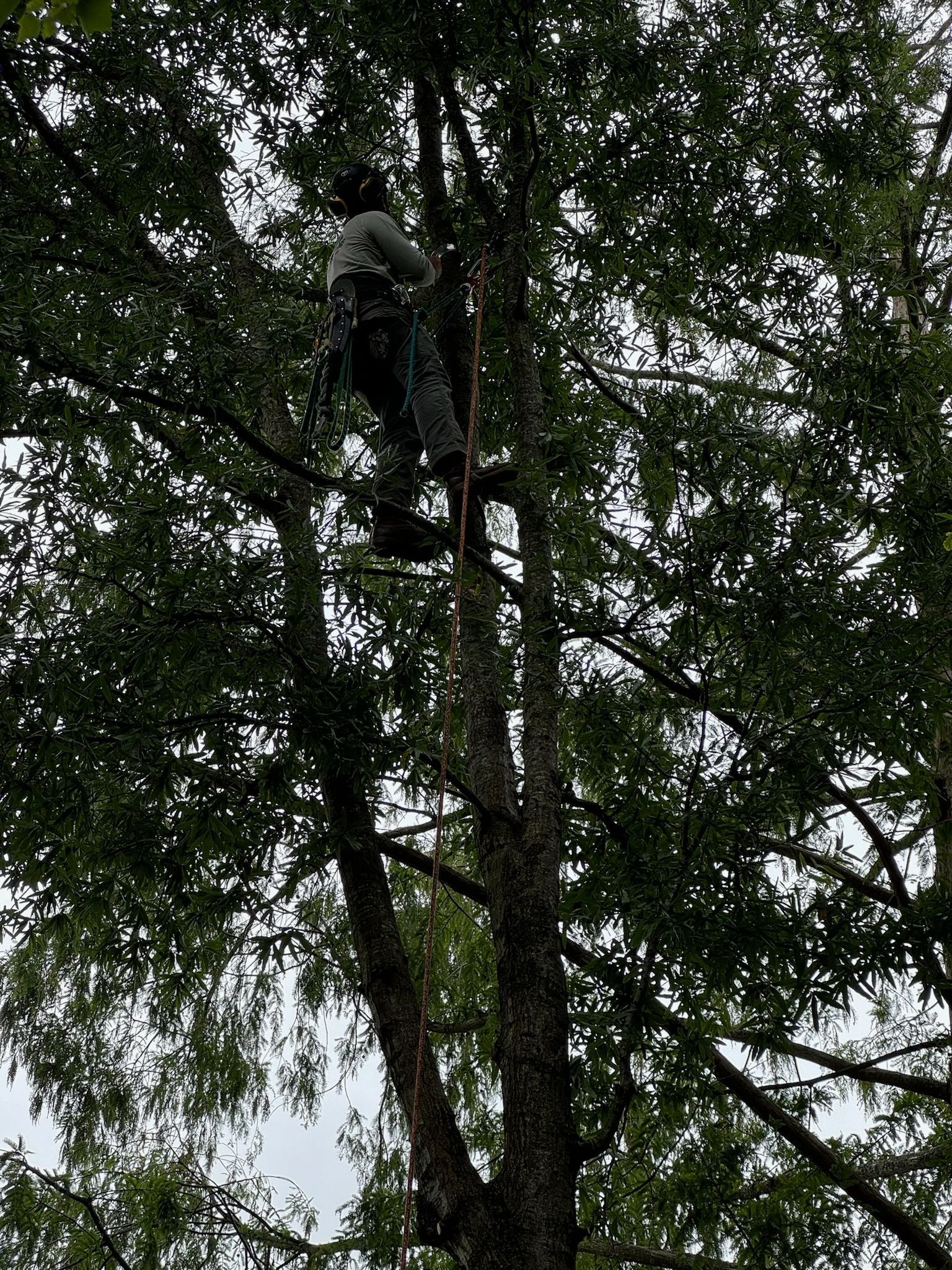 A man is climbing a tree with a chainsaw.