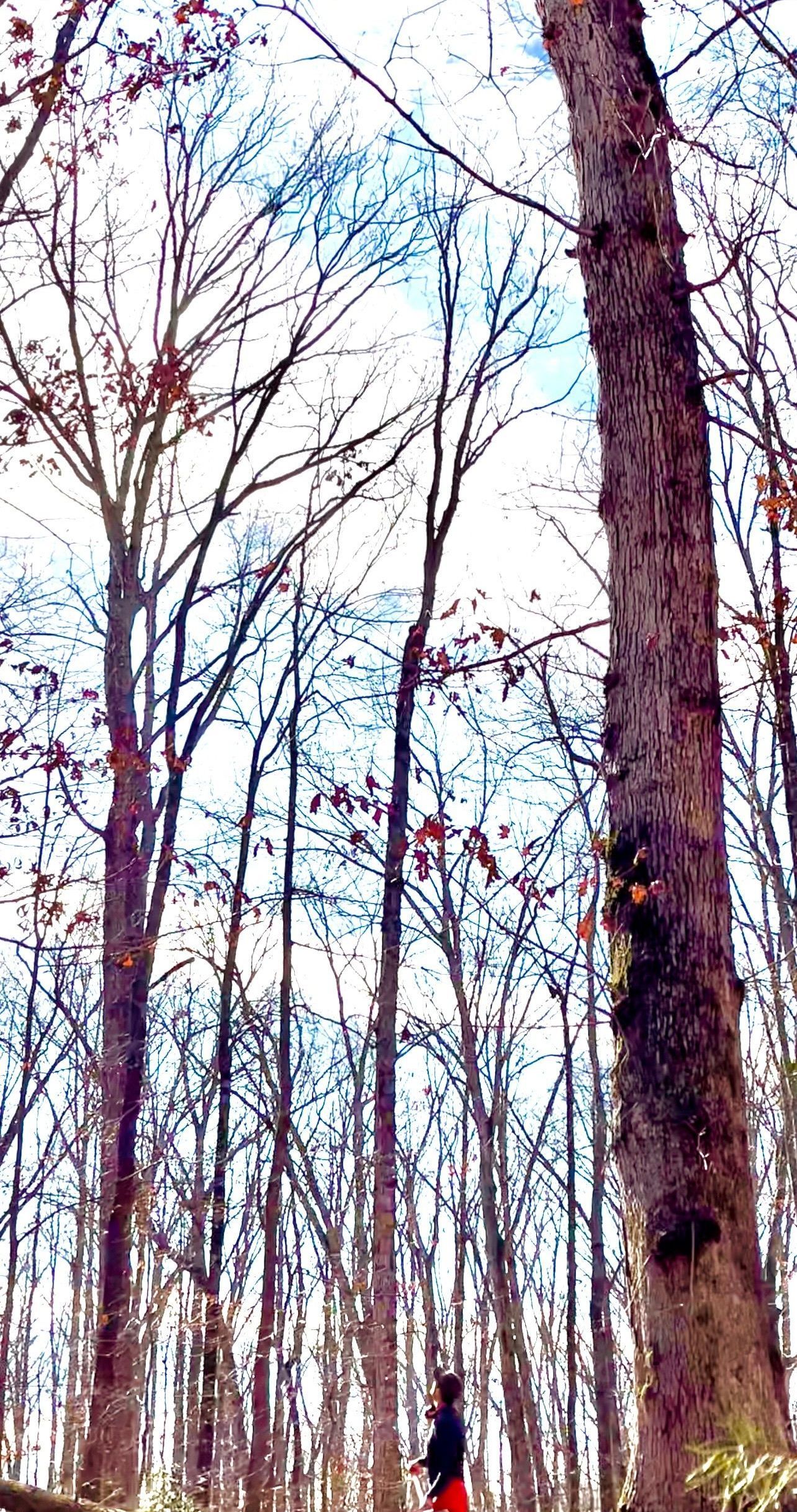 A person is standing in the middle of a forest with trees without leaves.