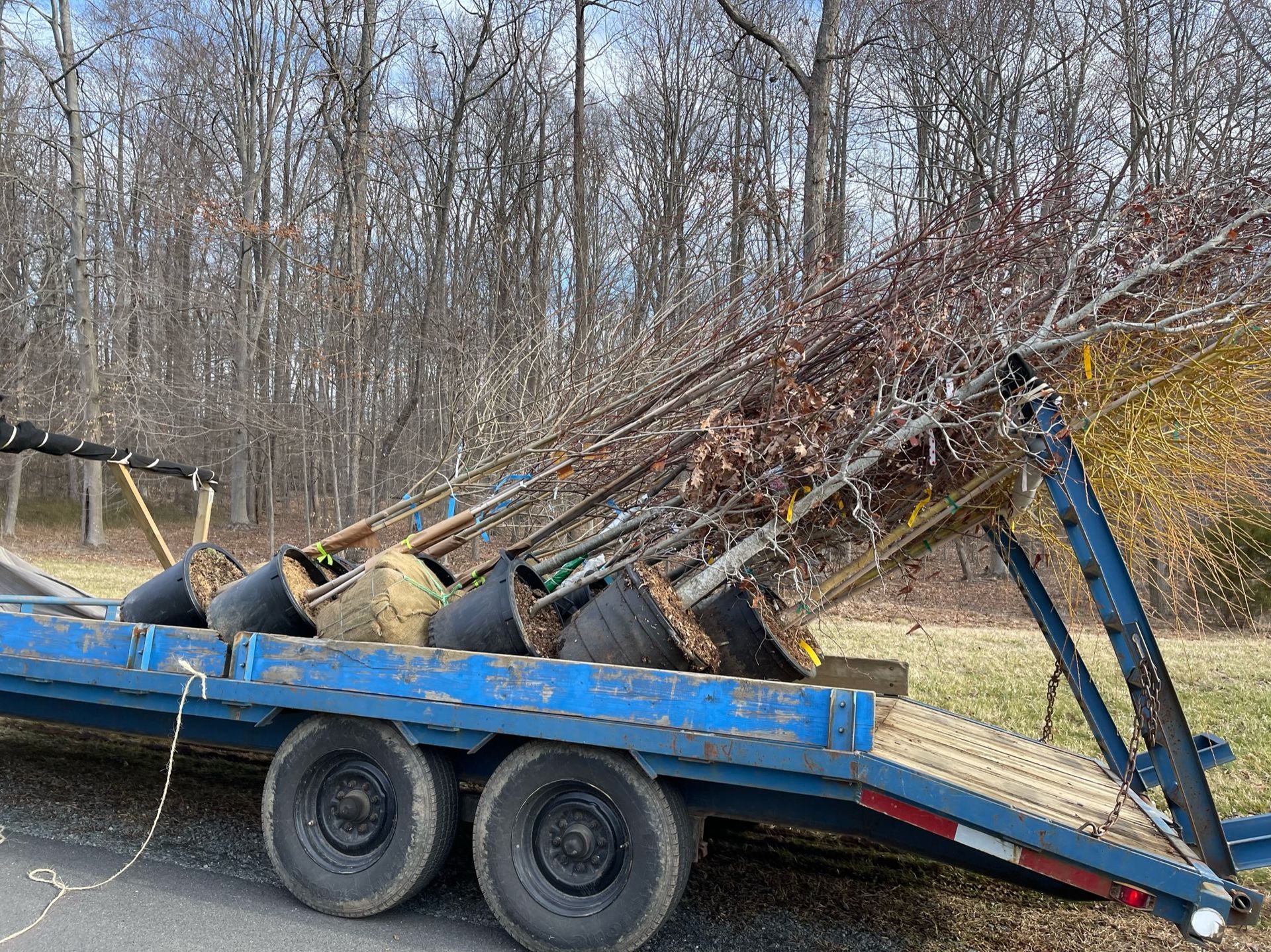 A blue trailer with a bunch of trees on it.