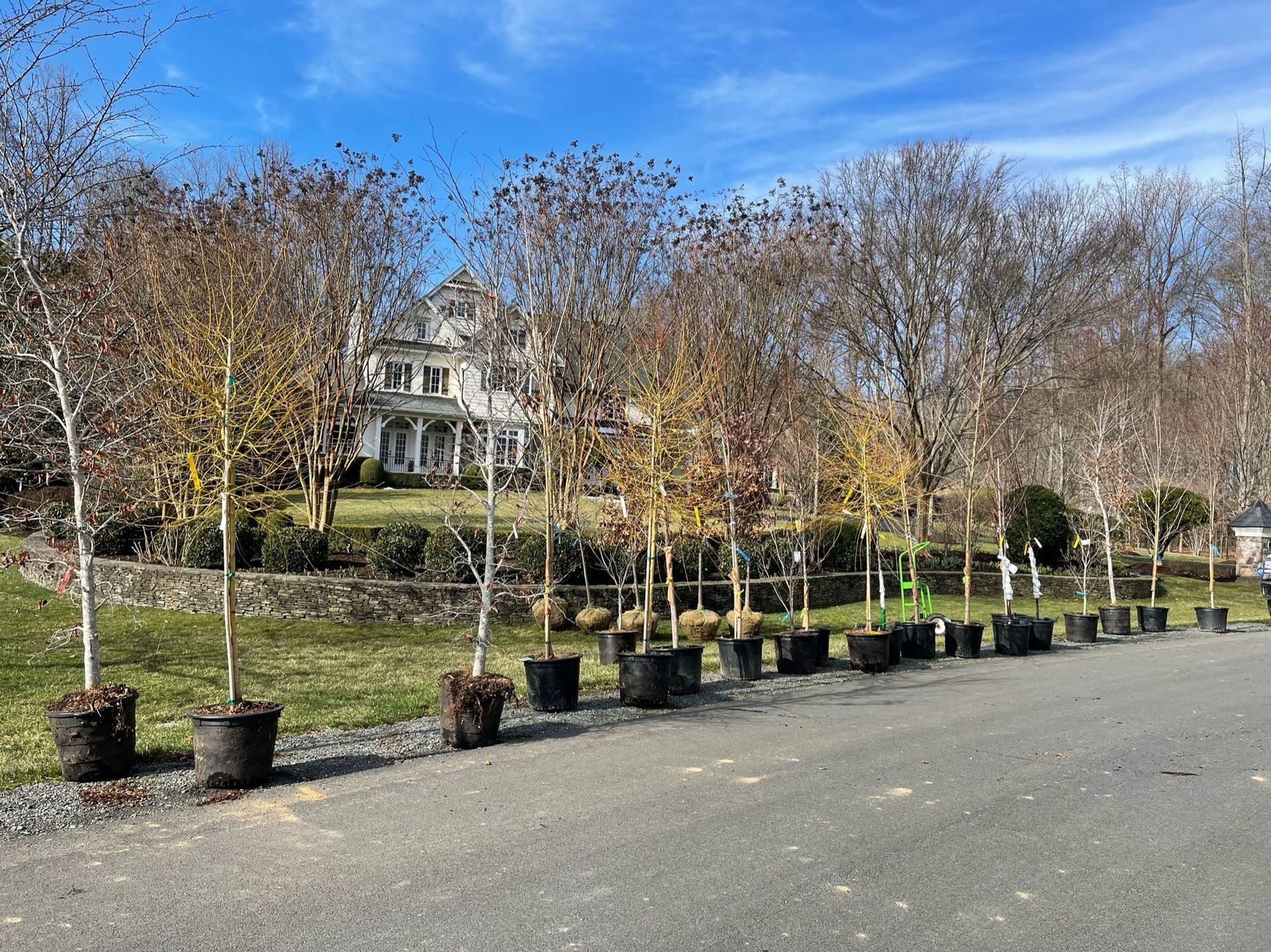 A row of potted trees are lined up on the side of a road.