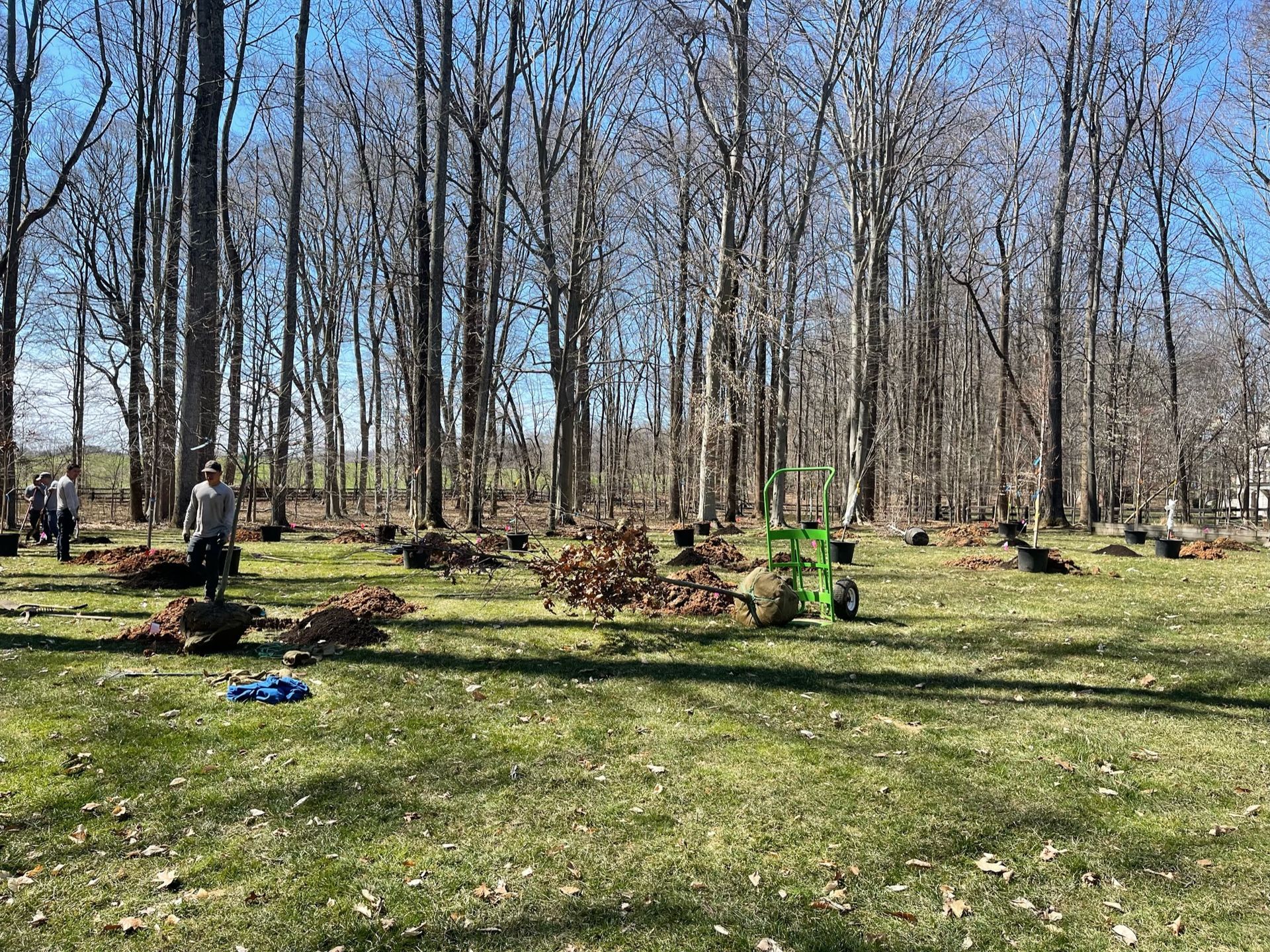A group of people are planting trees in a park.