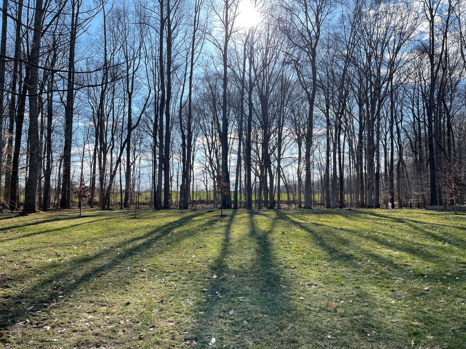 The sun is shining through the trees and casting shadows on the grass.