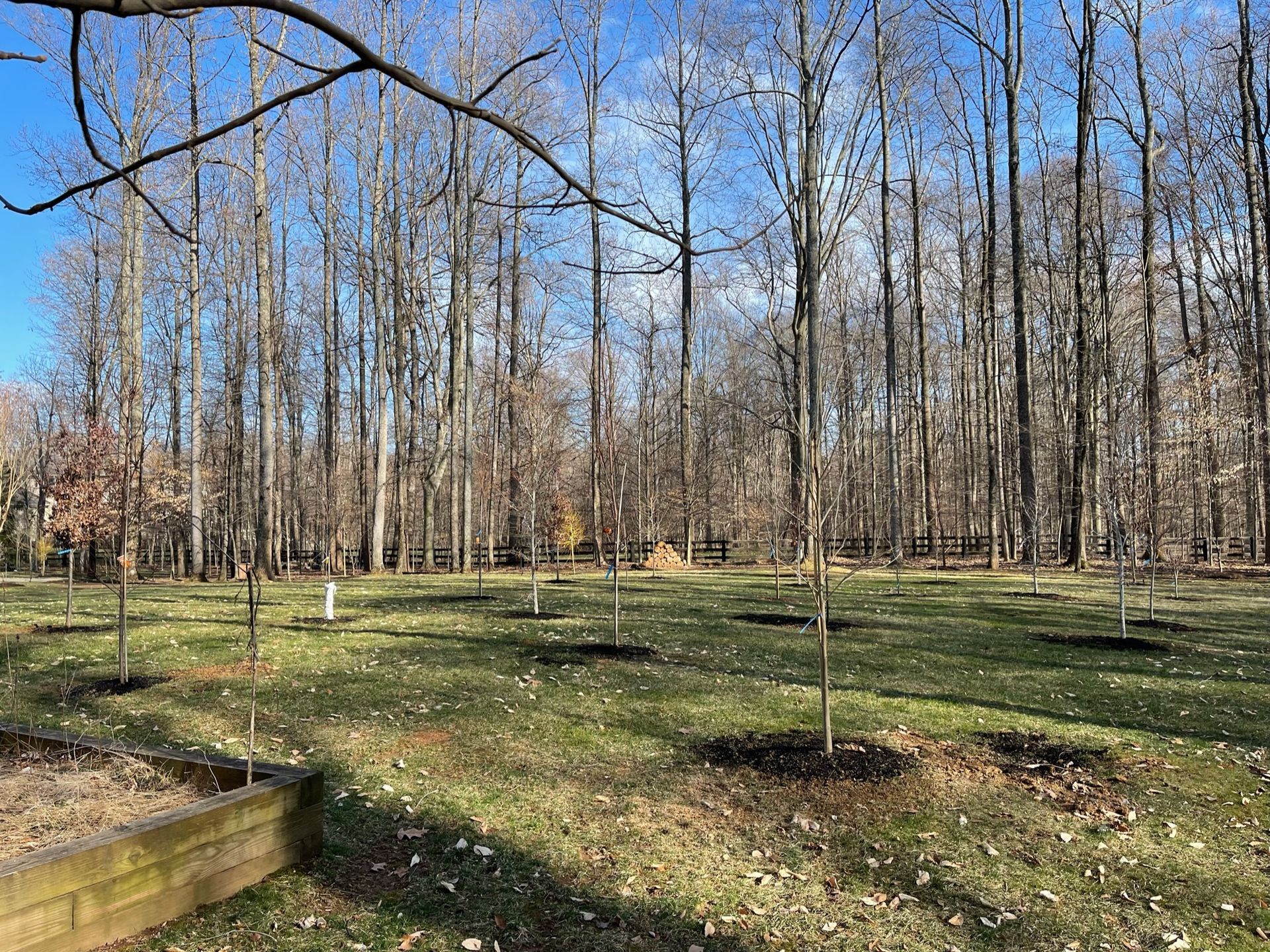 A lush green field surrounded by trees on a sunny day.