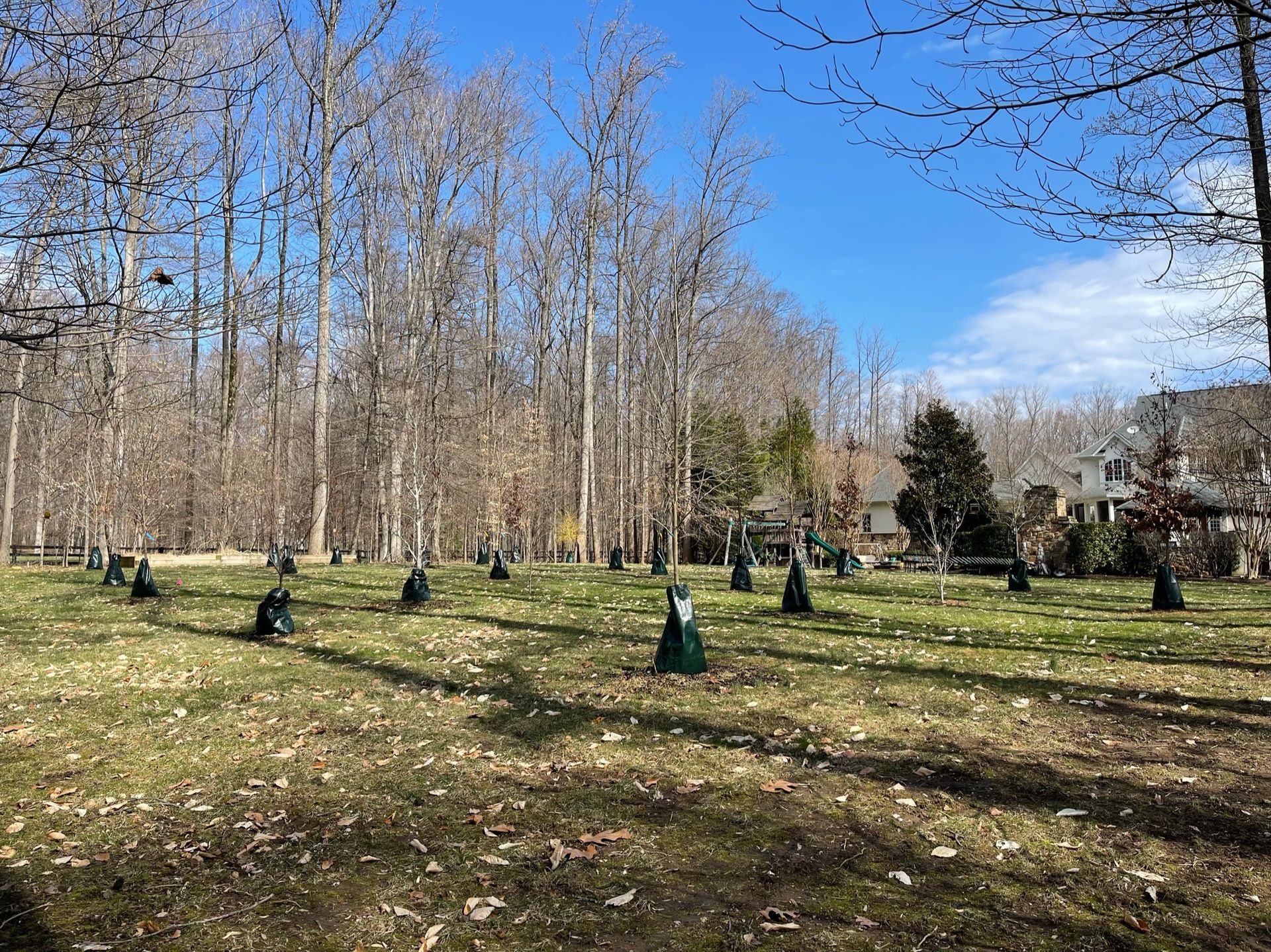 A row of trees in a park with a blue sky in the background.