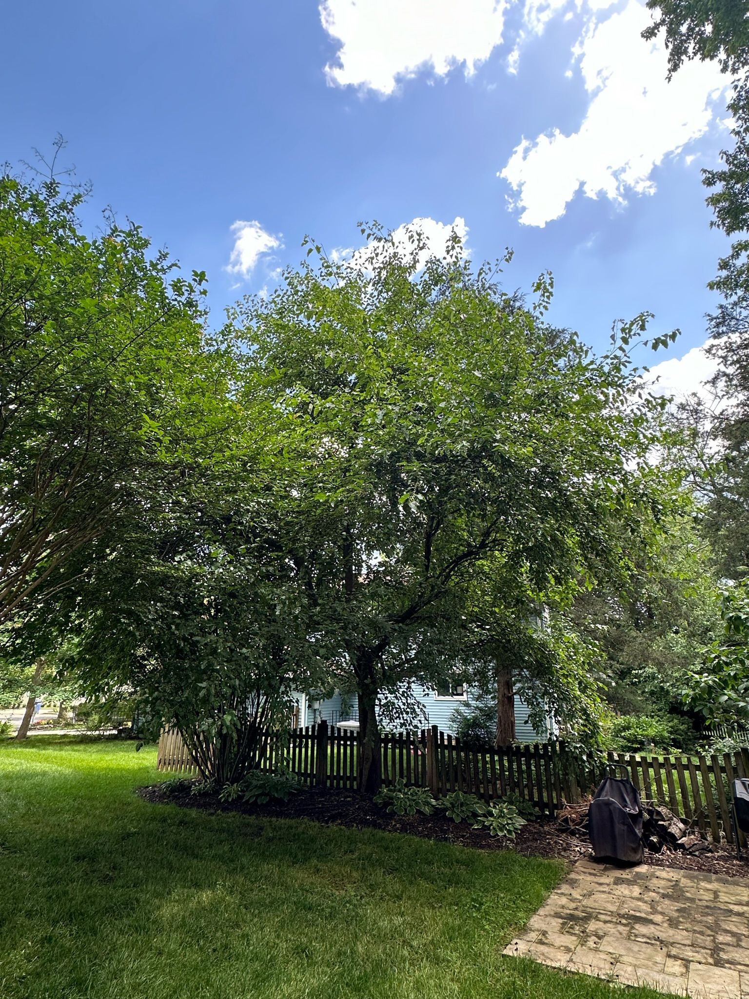 A backyard with trees and a fence on a sunny day