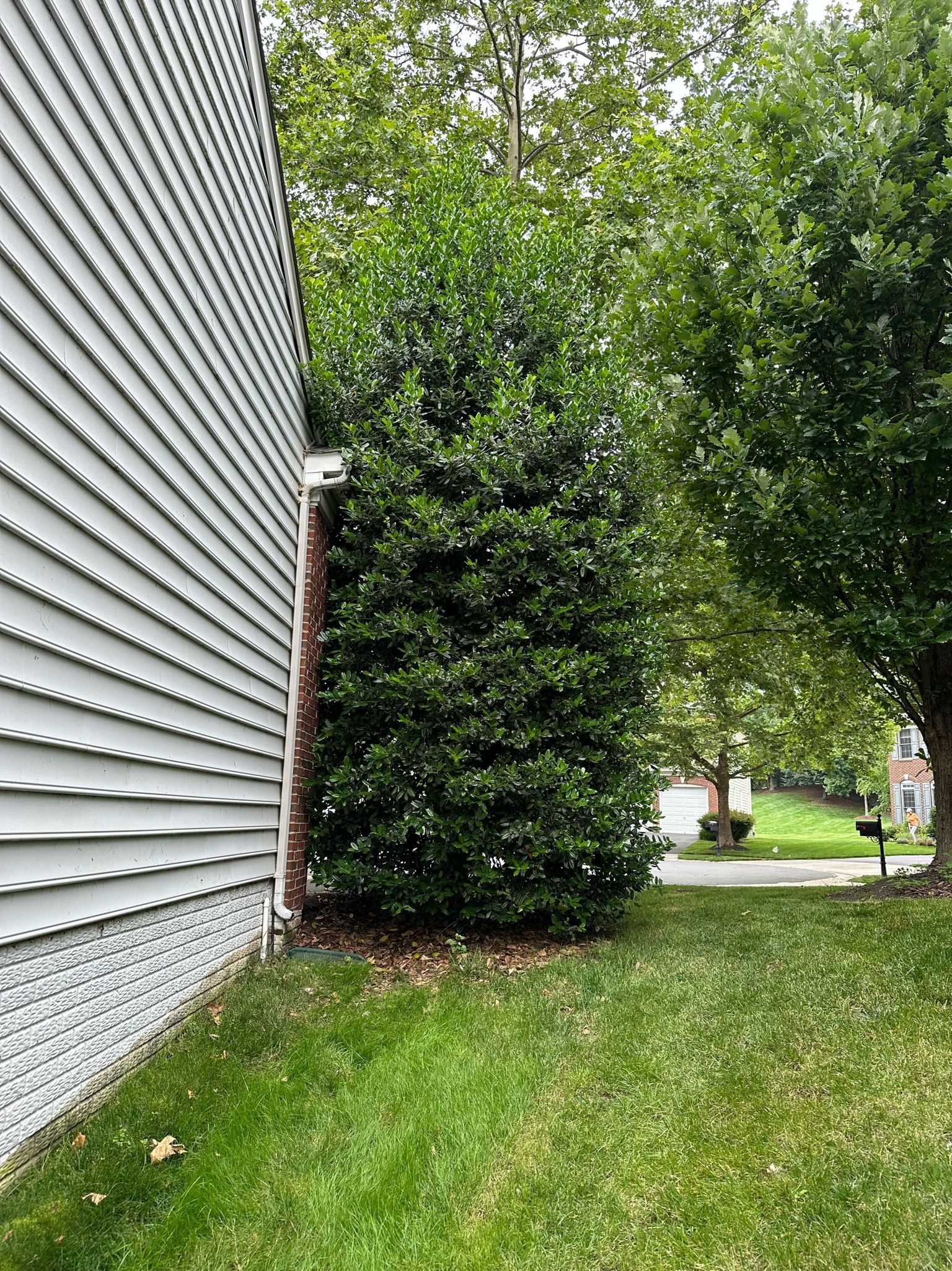 A house with a white siding and a tree in front of it.