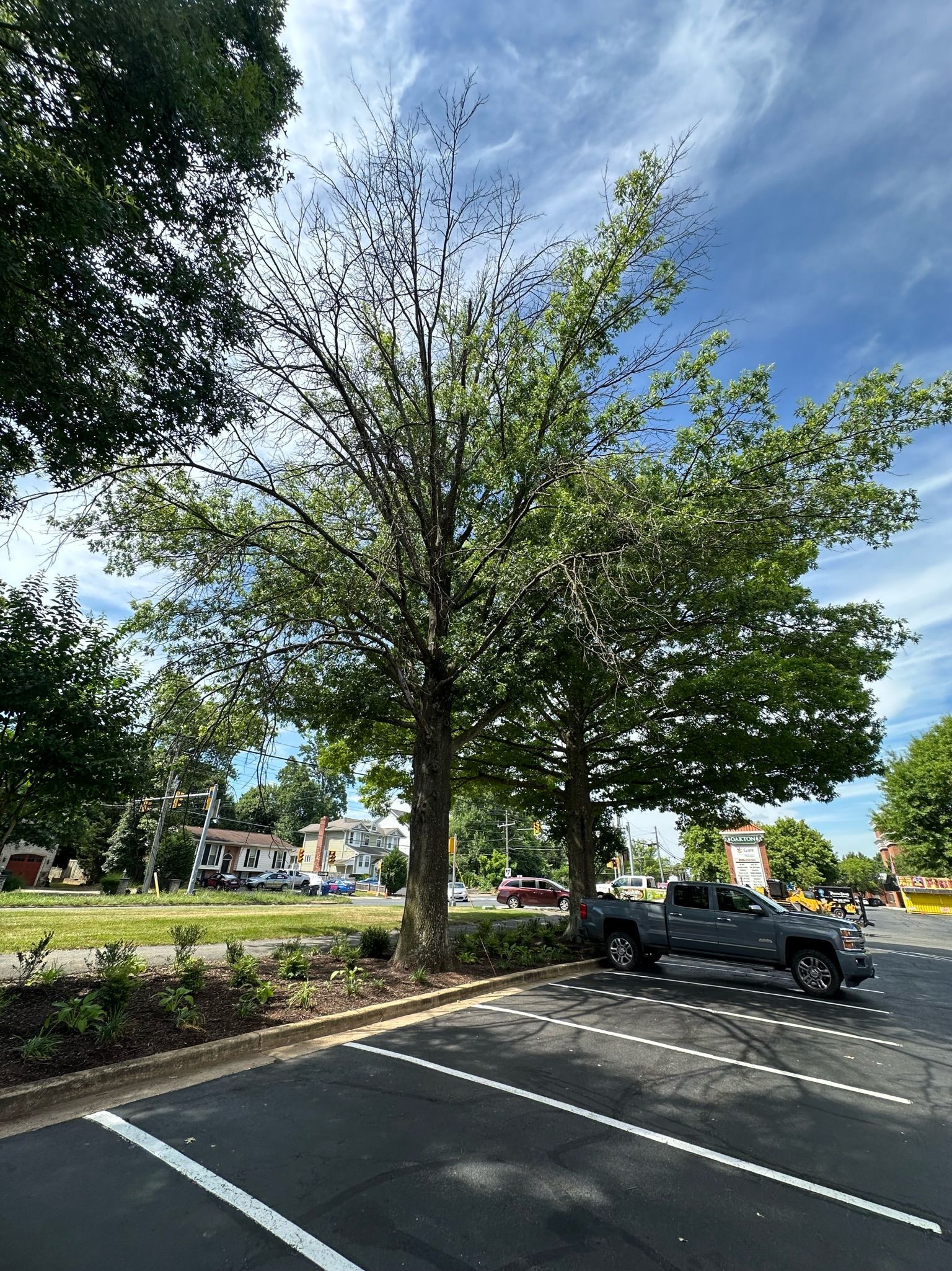 A truck is parked in a parking lot next to a tree.