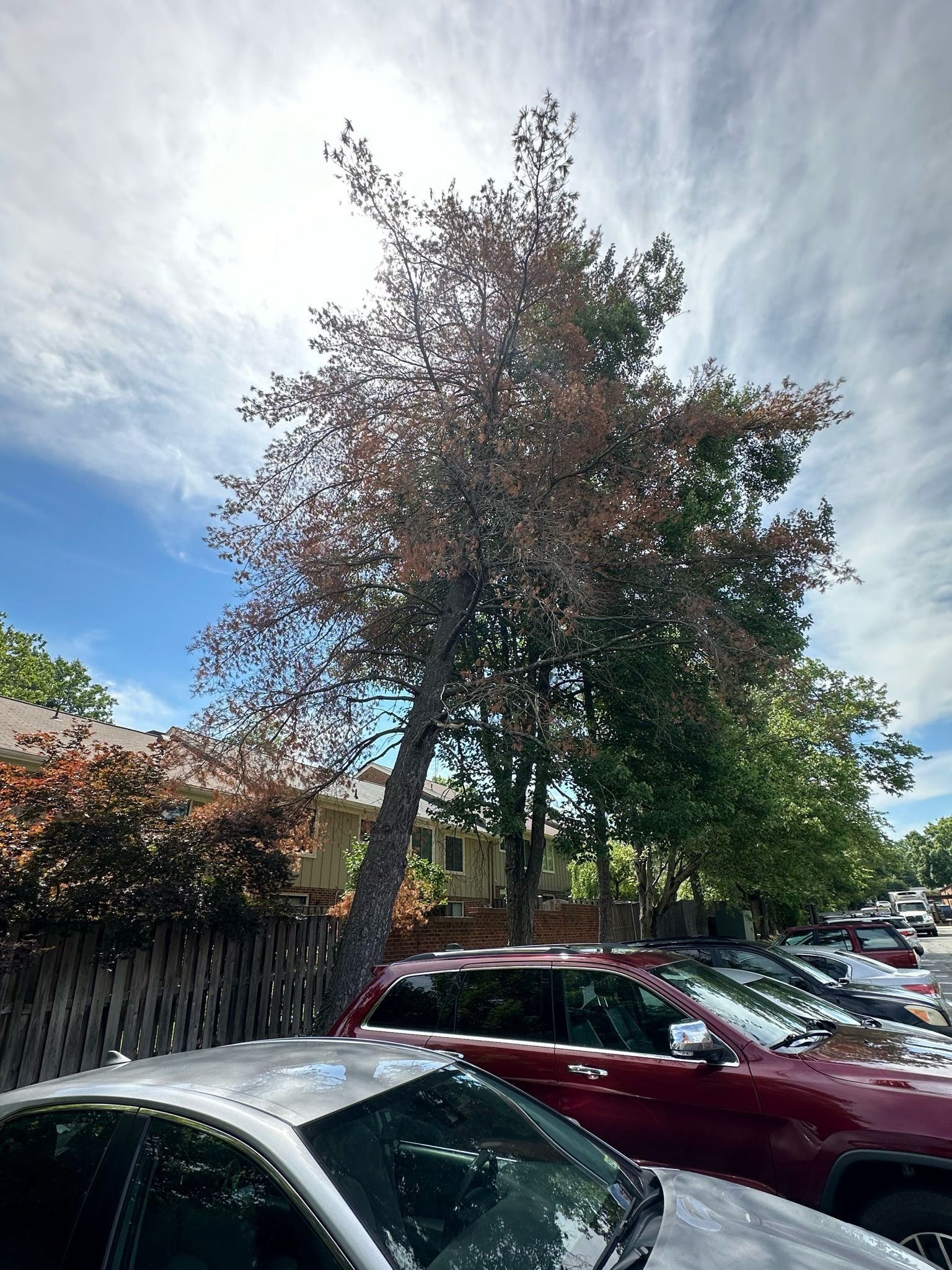 A row of cars are parked under a tree in a parking lot.