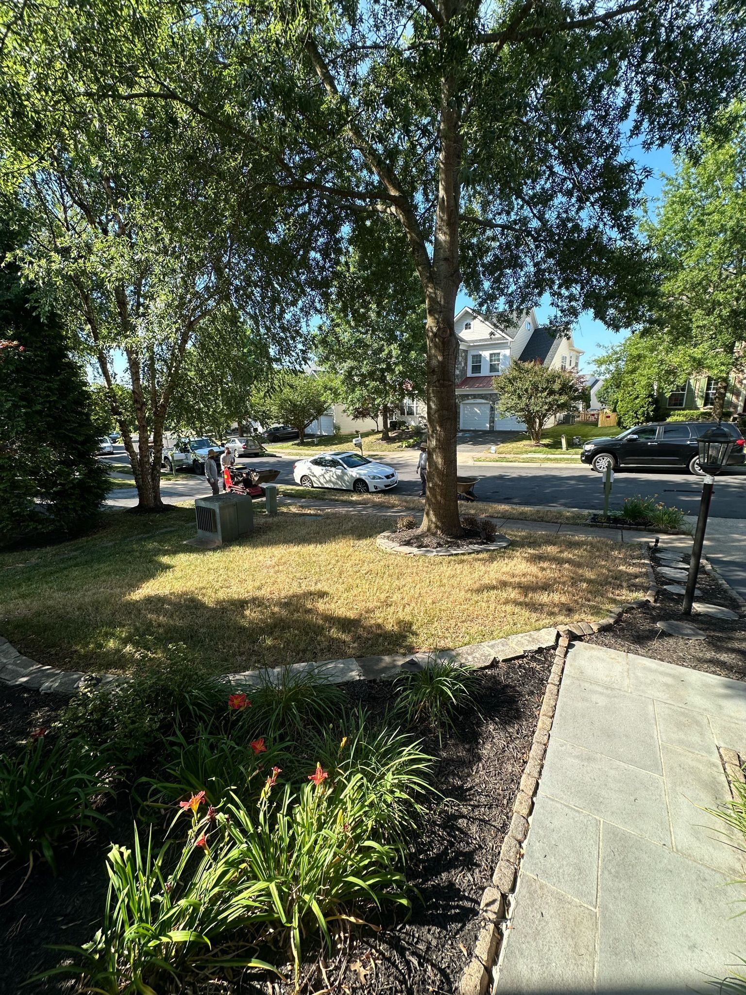 A lush green yard with a concrete walkway leading to a house.