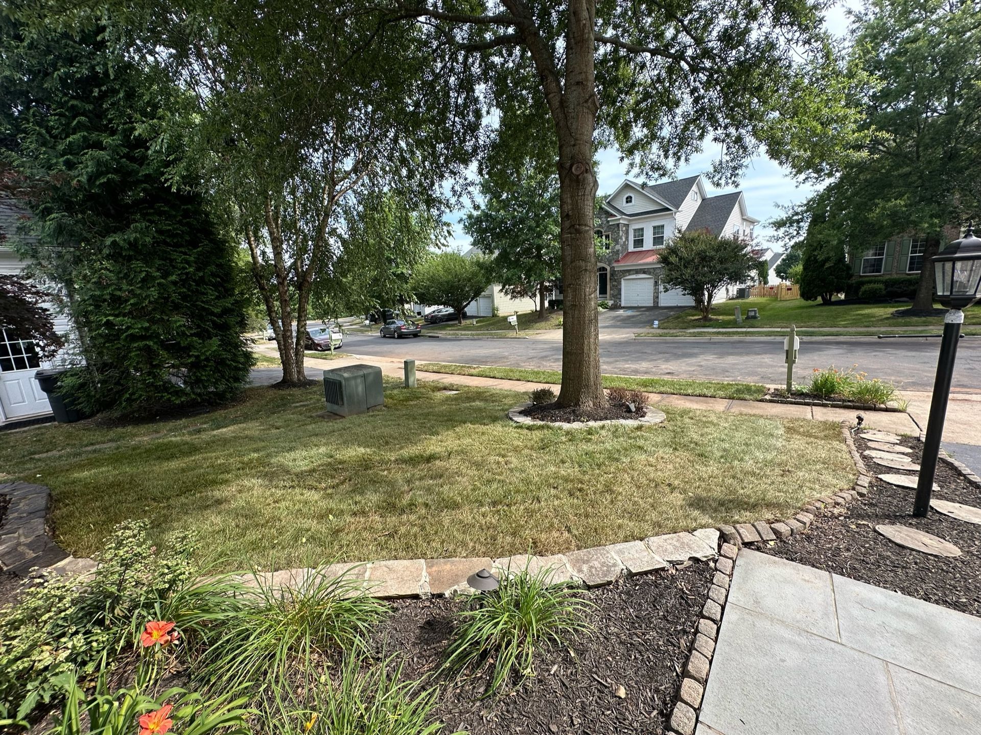 A lush green lawn with a tree in the middle of it and a house in the background.