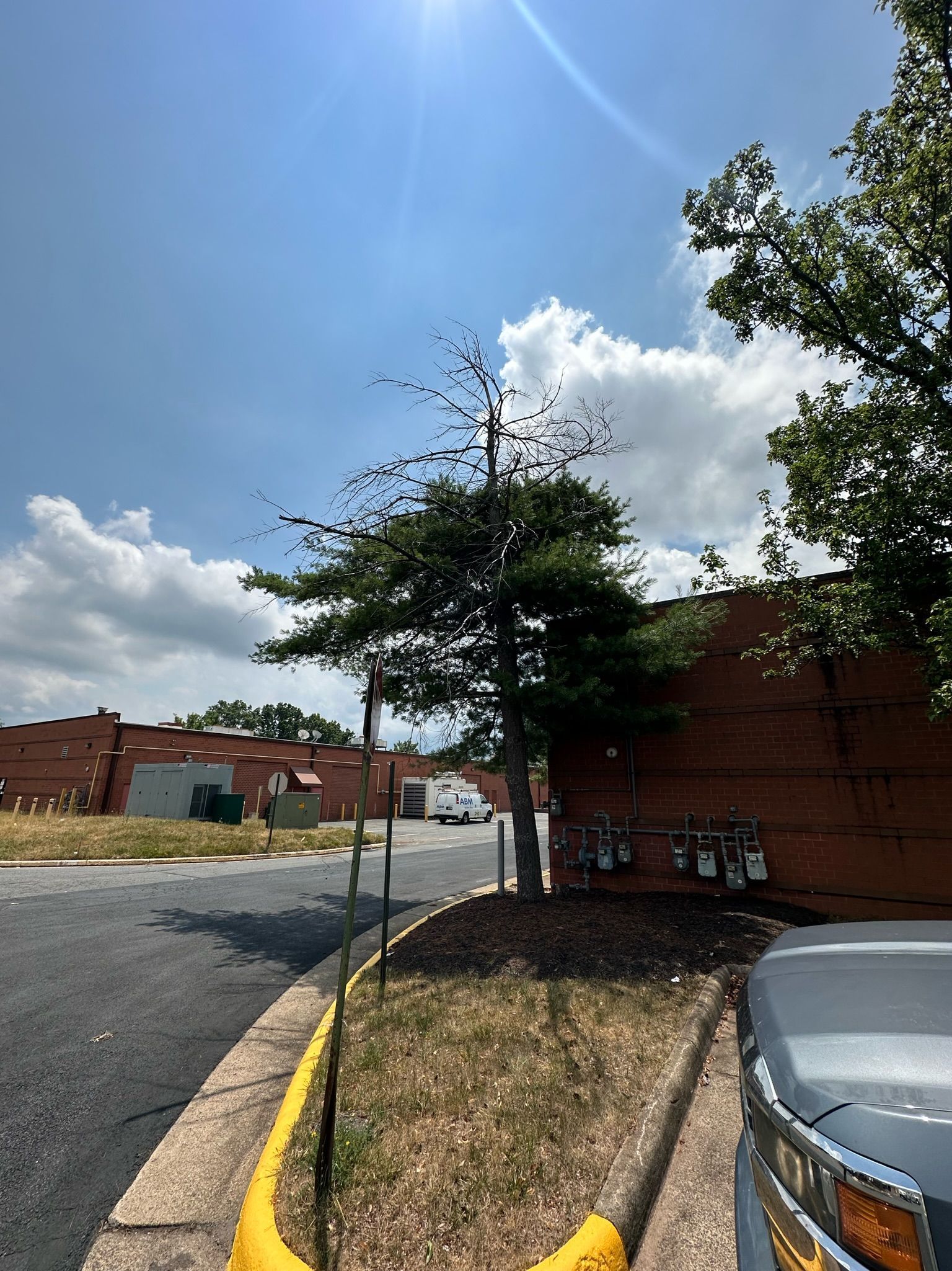 A car is parked on the side of the road next to a tree