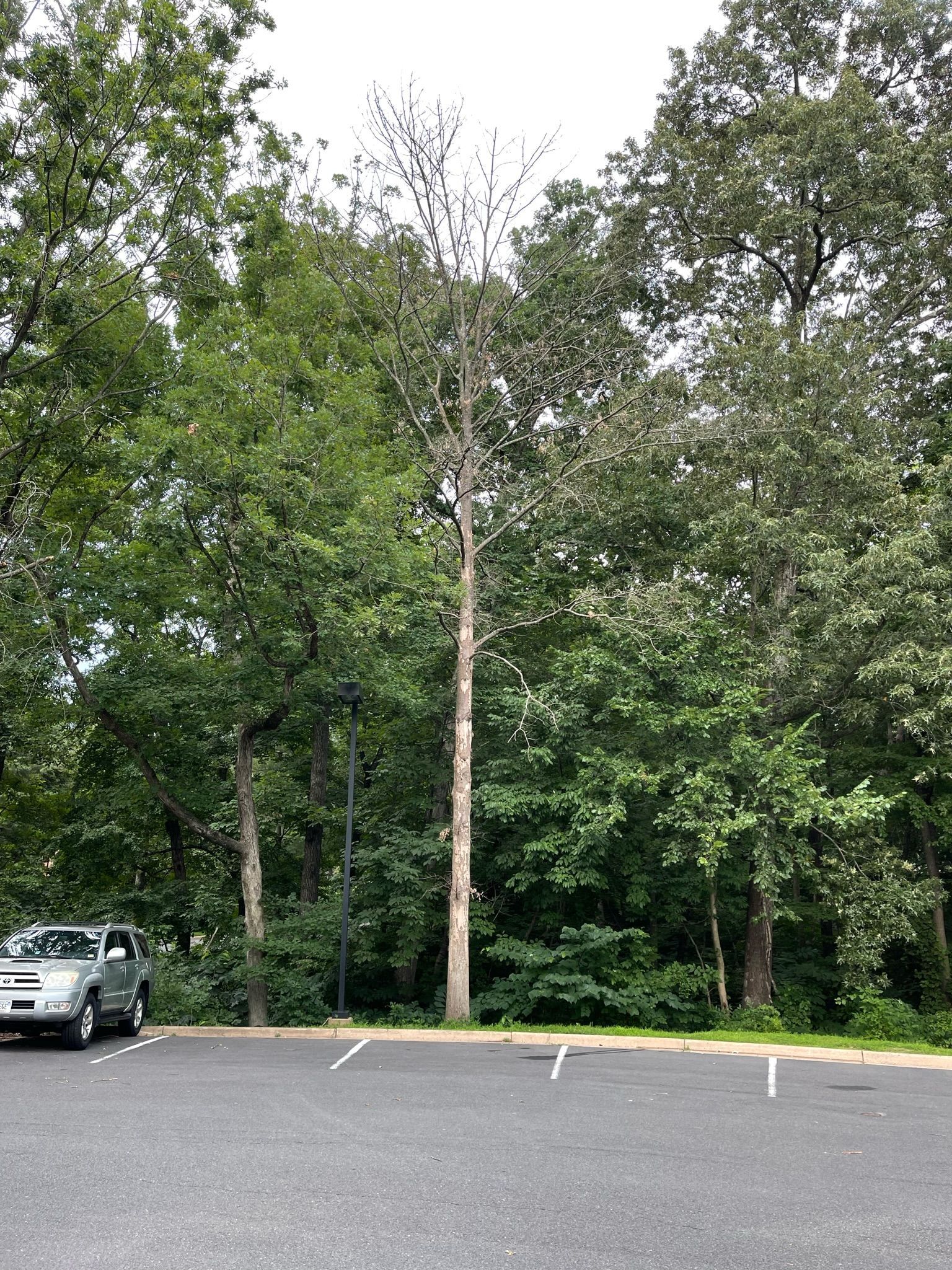 A car is parked in a parking lot surrounded by trees.