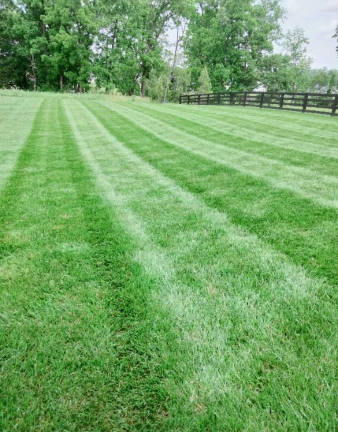 A lush green lawn with a fence in the background.
