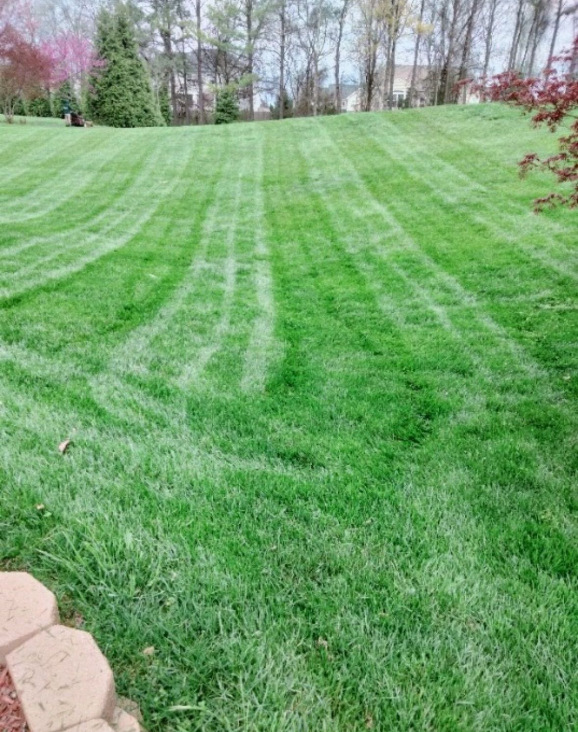 A lush green lawn with a few trees in the background.