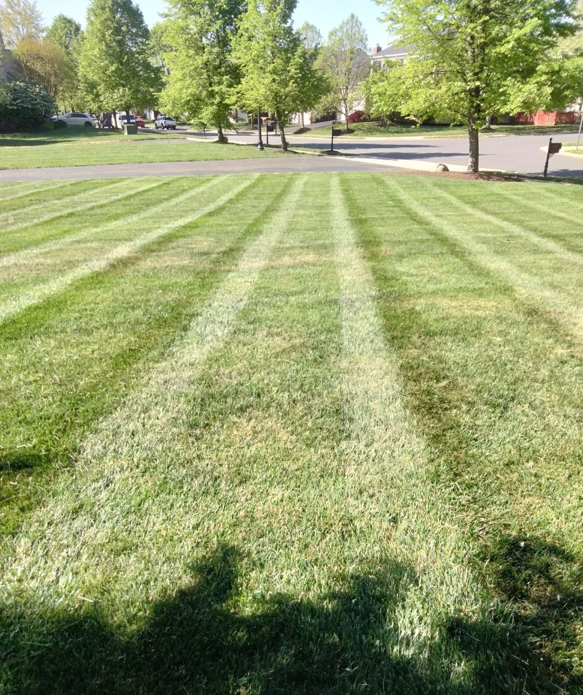 A lush green lawn with trees in the background and a shadow of a person on the grass.