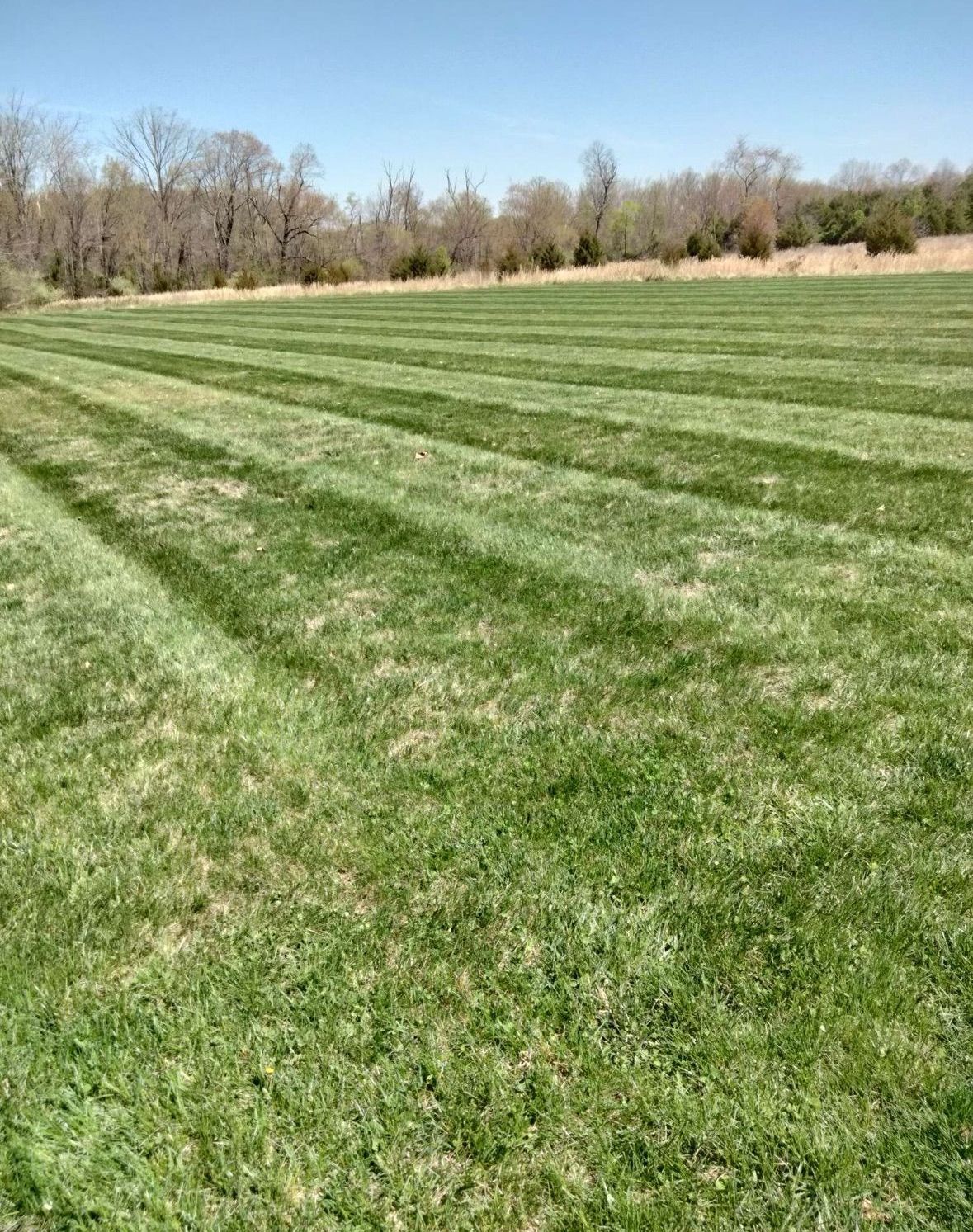 A lush green field of grass is being mowed on a sunny day.