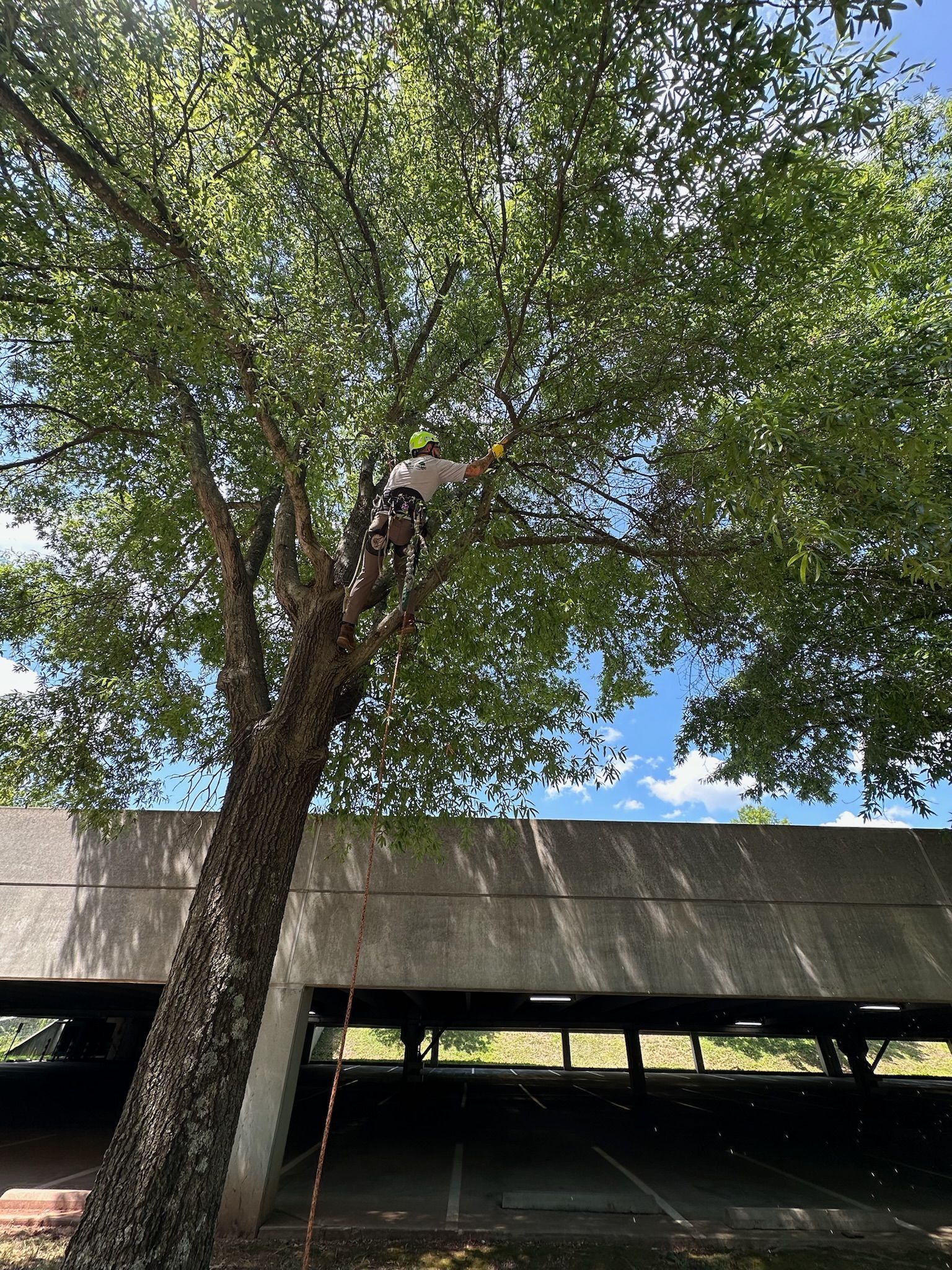 A man is climbing a tree in front of a parking garage.