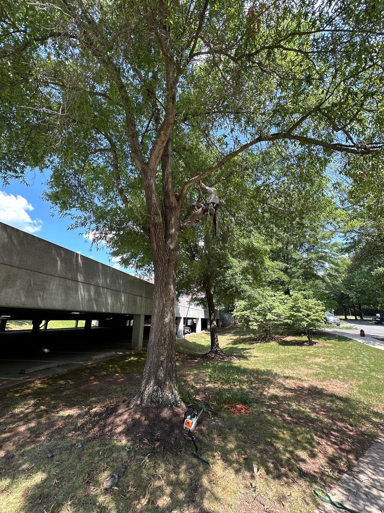 A tree in a park next to a parking garage.