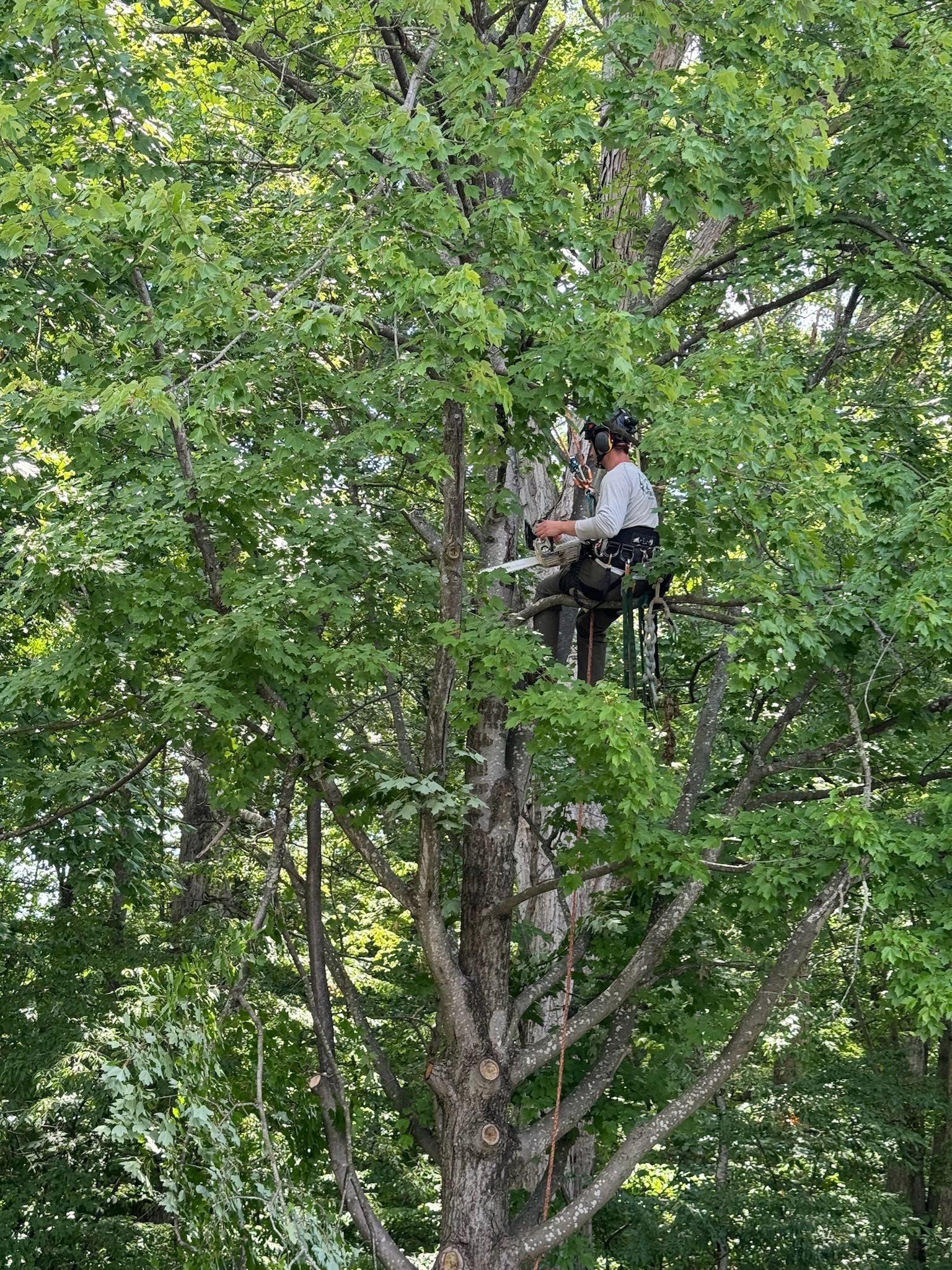 A man is sitting on a ladder in a tree.