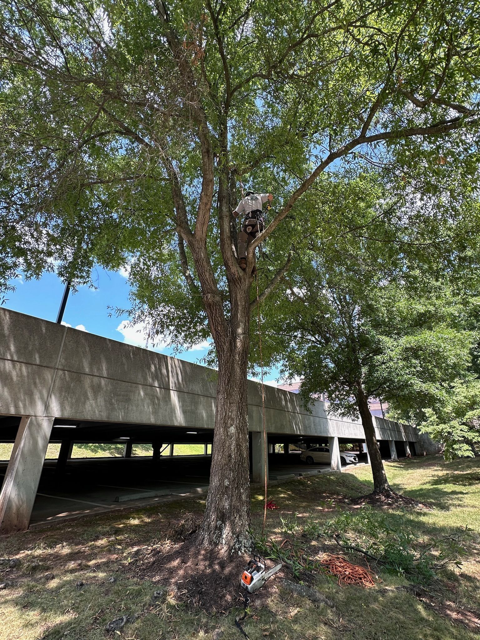 A man is climbing a tree in front of a parking garage.